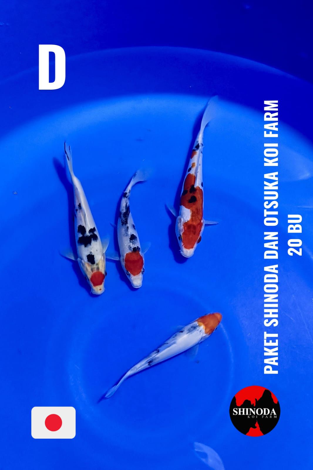 Lelang Koi Online, Jual Beli Ikan Koi, Pusat Jual Beli Koi, Info Lelang Koi Hari Ini, Platform Jual Beli Koi, Jual Beli Ikan Koi Online, Marketplace Ikan Koi, Jual Koi Terbaik, Tempat Beli Koi Berkualitas, Pasar Ikan Koi Online Terpercaya, Penjual Ikan Koi Terpercaya, Beli Koi Hias Online, Ikan Koi untuk Dijual, Koi Kualitas Terbaik, Toko Online Ikan Koi, Koi Hias Untuk Dijual, Jual Beli Ikan Koi Lokal, Koi Indonesia Online, Pusat Jual Beli Koi Terbesar