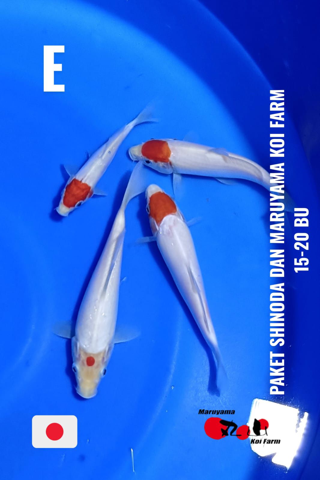 Lelang Koi Online, Jual Beli Ikan Koi, Pusat Jual Beli Koi, Info Lelang Koi Hari Ini, Platform Jual Beli Koi, Jual Beli Ikan Koi Online, Marketplace Ikan Koi, Jual Koi Terbaik, Tempat Beli Koi Berkualitas, Pasar Ikan Koi Online Terpercaya, Penjual Ikan Koi Terpercaya, Beli Koi Hias Online, Ikan Koi untuk Dijual, Koi Kualitas Terbaik, Toko Online Ikan Koi, Koi Hias Untuk Dijual, Jual Beli Ikan Koi Lokal, Koi Indonesia Online, Pusat Jual Beli Koi Terbesar