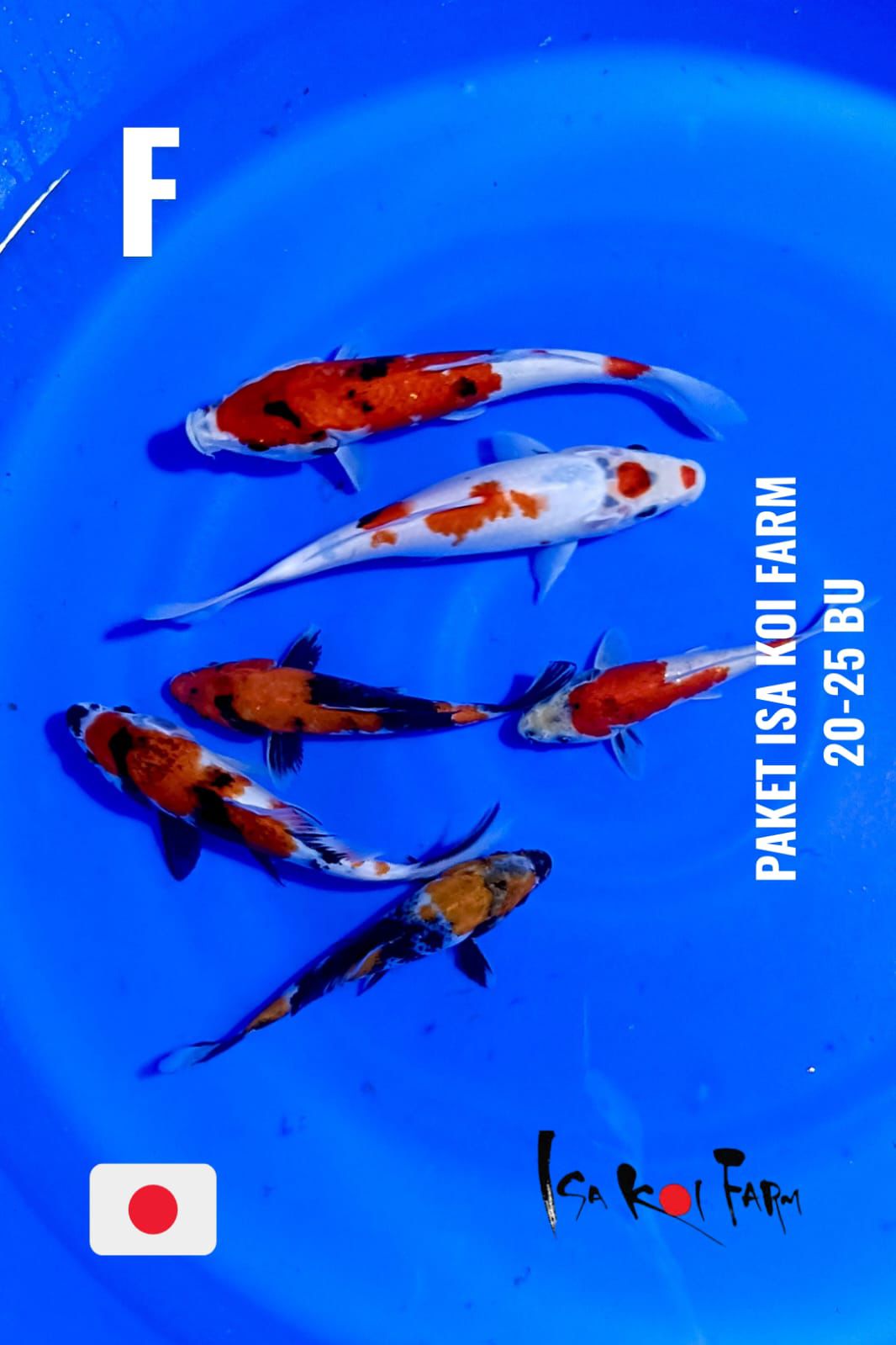 Lelang Koi Online, Jual Beli Ikan Koi, Pusat Jual Beli Koi, Info Lelang Koi Hari Ini, Platform Jual Beli Koi, Jual Beli Ikan Koi Online, Marketplace Ikan Koi, Jual Koi Terbaik, Tempat Beli Koi Berkualitas, Pasar Ikan Koi Online Terpercaya, Penjual Ikan Koi Terpercaya, Beli Koi Hias Online, Ikan Koi untuk Dijual, Koi Kualitas Terbaik, Toko Online Ikan Koi, Koi Hias Untuk Dijual, Jual Beli Ikan Koi Lokal, Koi Indonesia Online, Pusat Jual Beli Koi Terbesar