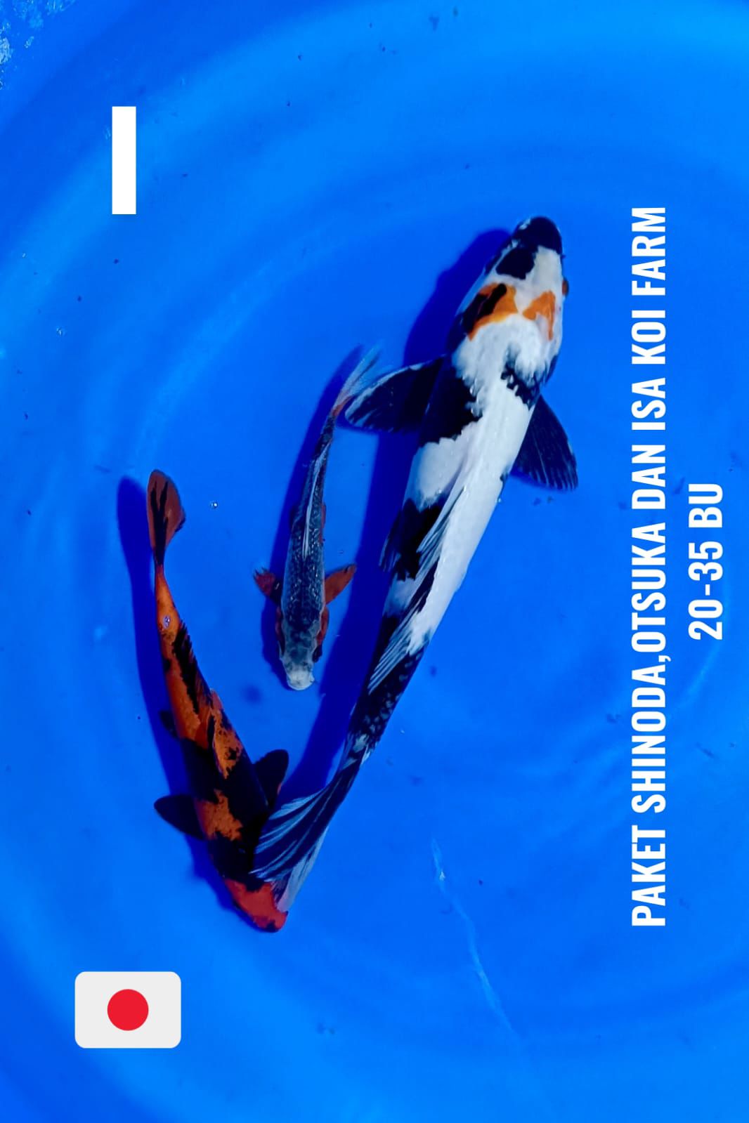 Lelang Koi Online, Jual Beli Ikan Koi, Pusat Jual Beli Koi, Info Lelang Koi Hari Ini, Platform Jual Beli Koi, Jual Beli Ikan Koi Online, Marketplace Ikan Koi, Jual Koi Terbaik, Tempat Beli Koi Berkualitas, Pasar Ikan Koi Online Terpercaya, Penjual Ikan Koi Terpercaya, Beli Koi Hias Online, Ikan Koi untuk Dijual, Koi Kualitas Terbaik, Toko Online Ikan Koi, Koi Hias Untuk Dijual, Jual Beli Ikan Koi Lokal, Koi Indonesia Online, Pusat Jual Beli Koi Terbesar