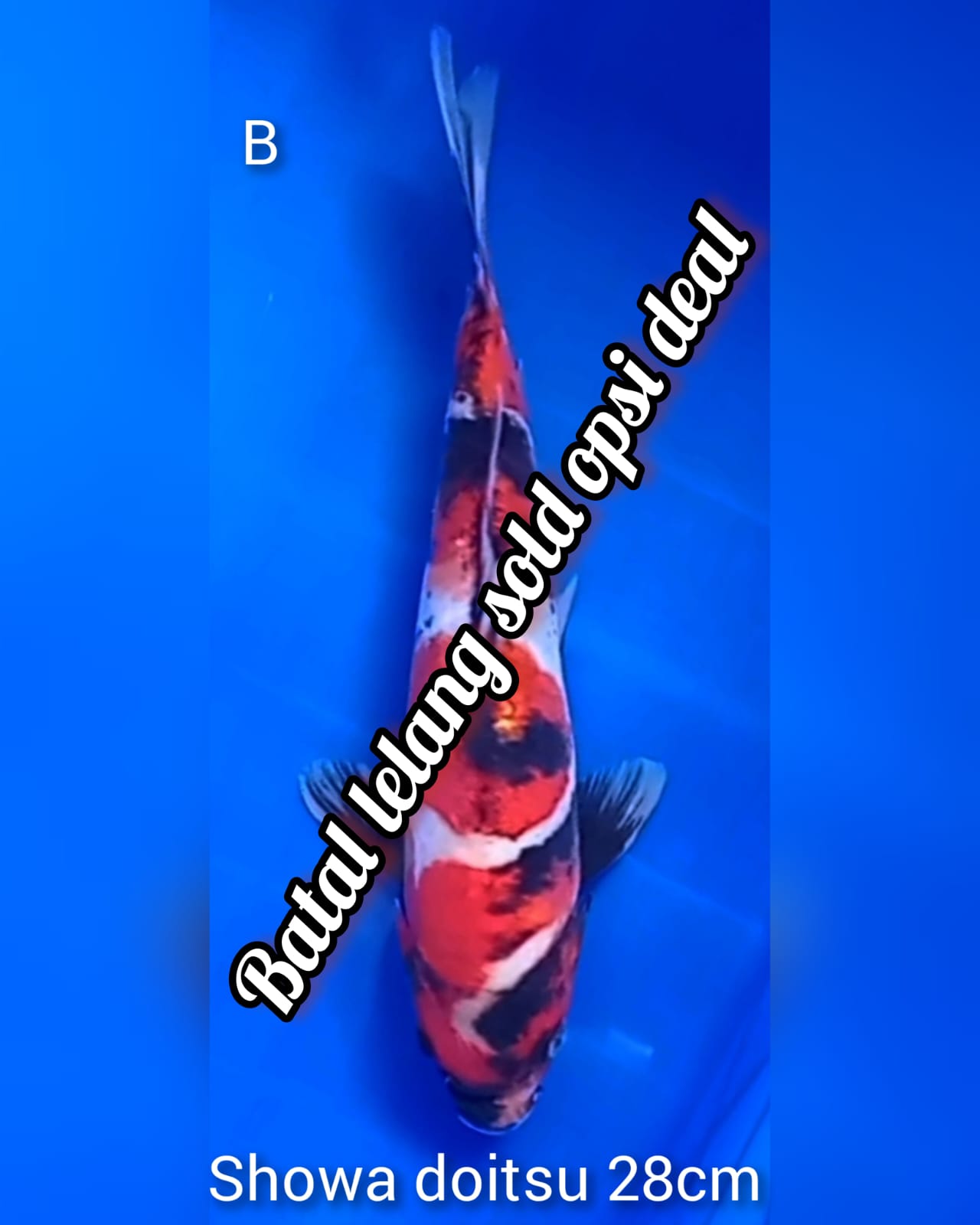 Lelang Koi Online, Jual Beli Ikan Koi, Pusat Jual Beli Koi, Info Lelang Koi Hari Ini, Platform Jual Beli Koi, Jual Beli Ikan Koi Online, Marketplace Ikan Koi, Jual Koi Terbaik, Tempat Beli Koi Berkualitas, Pasar Ikan Koi Online Terpercaya, Penjual Ikan Koi Terpercaya, Beli Koi Hias Online, Ikan Koi untuk Dijual, Koi Kualitas Terbaik, Toko Online Ikan Koi, Koi Hias Untuk Dijual, Jual Beli Ikan Koi Lokal, Koi Indonesia Online, Pusat Jual Beli Koi Terbesar