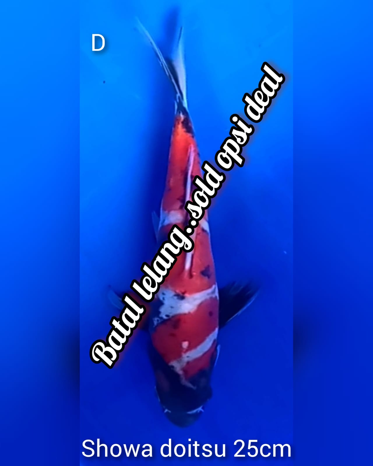 Lelang Koi Online, Jual Beli Ikan Koi, Pusat Jual Beli Koi, Info Lelang Koi Hari Ini, Platform Jual Beli Koi, Jual Beli Ikan Koi Online, Marketplace Ikan Koi, Jual Koi Terbaik, Tempat Beli Koi Berkualitas, Pasar Ikan Koi Online Terpercaya, Penjual Ikan Koi Terpercaya, Beli Koi Hias Online, Ikan Koi untuk Dijual, Koi Kualitas Terbaik, Toko Online Ikan Koi, Koi Hias Untuk Dijual, Jual Beli Ikan Koi Lokal, Koi Indonesia Online, Pusat Jual Beli Koi Terbesar