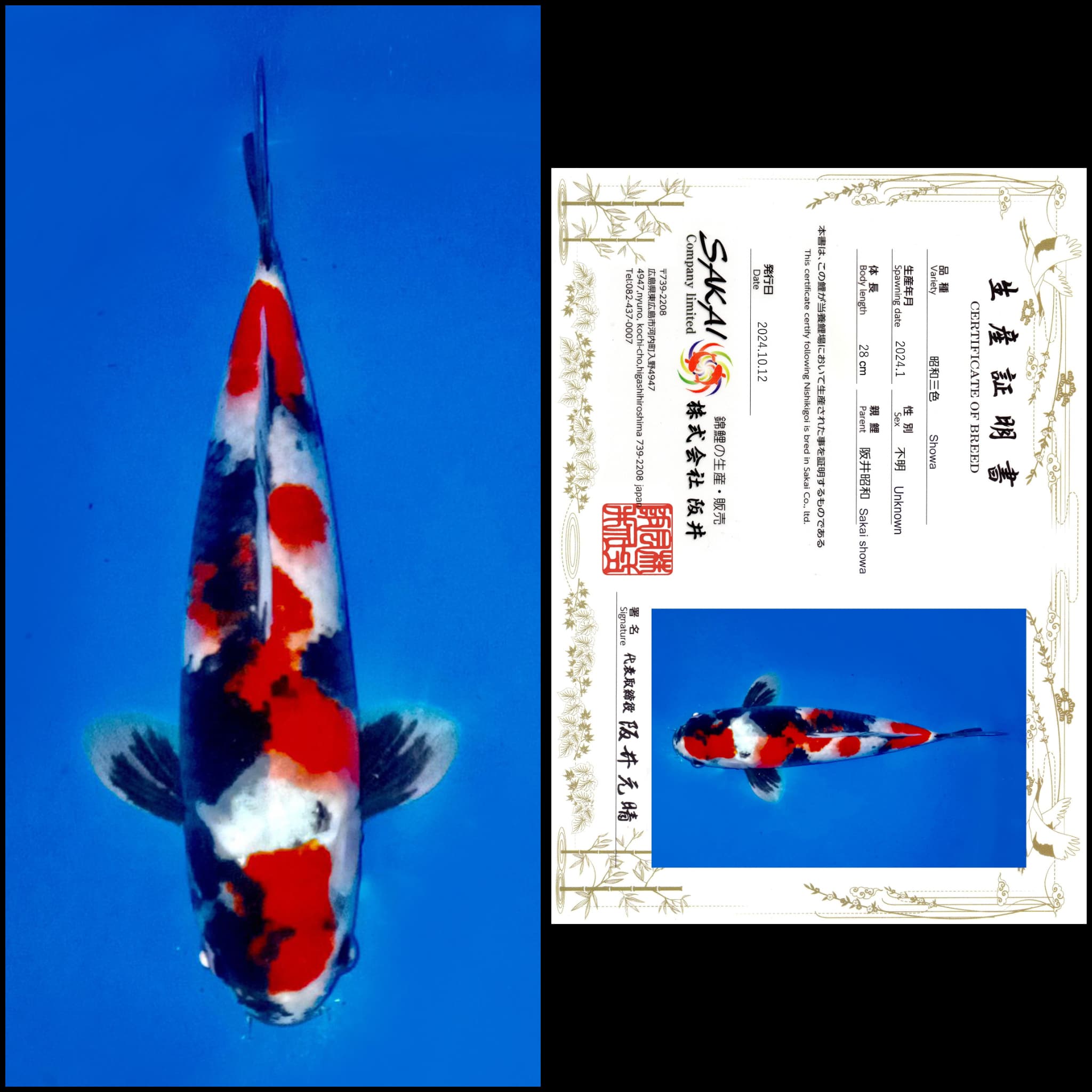 Lelang Koi Online, Jual Beli Ikan Koi, Pusat Jual Beli Koi, Info Lelang Koi Hari Ini, Platform Jual Beli Koi, Jual Beli Ikan Koi Online, Marketplace Ikan Koi, Jual Koi Terbaik, Tempat Beli Koi Berkualitas, Pasar Ikan Koi Online Terpercaya, Penjual Ikan Koi Terpercaya, Beli Koi Hias Online, Ikan Koi untuk Dijual, Koi Kualitas Terbaik, Toko Online Ikan Koi, Koi Hias Untuk Dijual, Jual Beli Ikan Koi Lokal, Koi Indonesia Online, Pusat Jual Beli Koi Terbesar