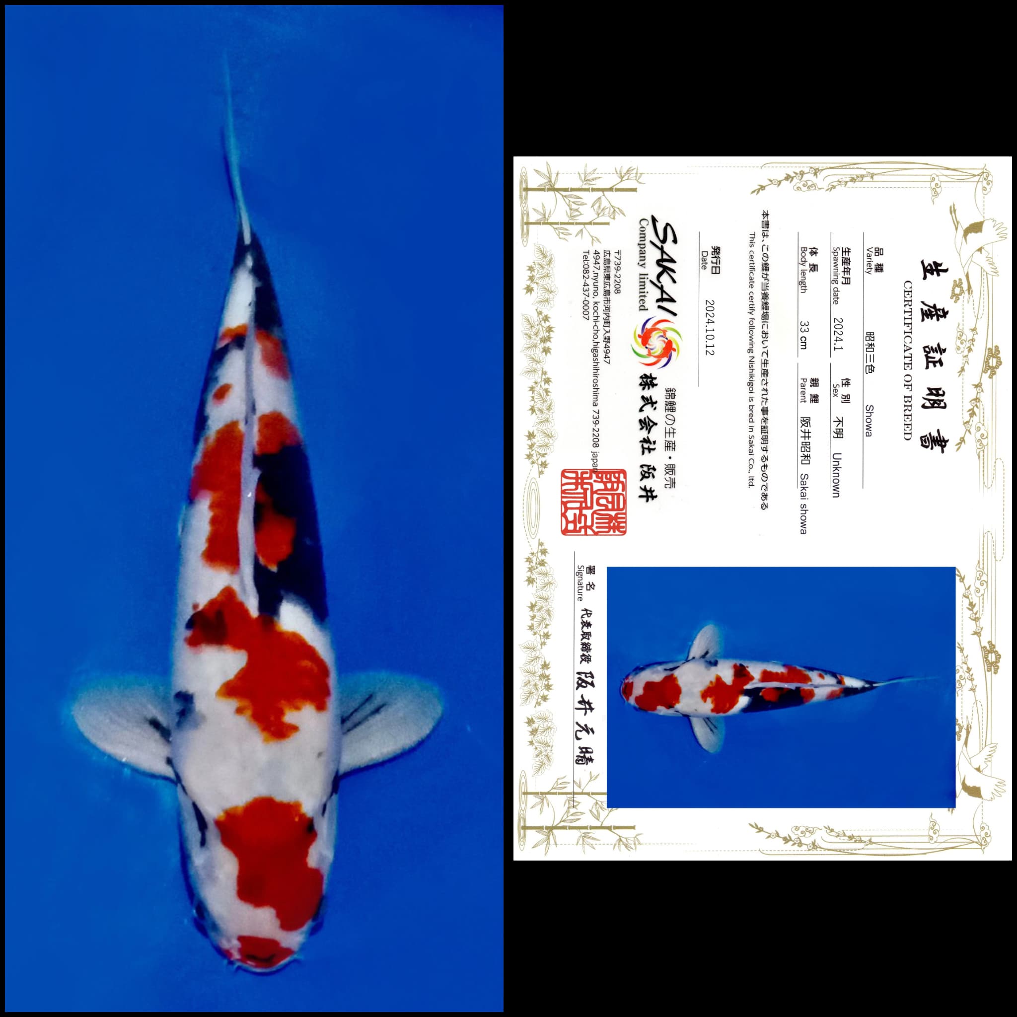 Lelang Koi Online, Jual Beli Ikan Koi, Pusat Jual Beli Koi, Info Lelang Koi Hari Ini, Platform Jual Beli Koi, Jual Beli Ikan Koi Online, Marketplace Ikan Koi, Jual Koi Terbaik, Tempat Beli Koi Berkualitas, Pasar Ikan Koi Online Terpercaya, Penjual Ikan Koi Terpercaya, Beli Koi Hias Online, Ikan Koi untuk Dijual, Koi Kualitas Terbaik, Toko Online Ikan Koi, Koi Hias Untuk Dijual, Jual Beli Ikan Koi Lokal, Koi Indonesia Online, Pusat Jual Beli Koi Terbesar