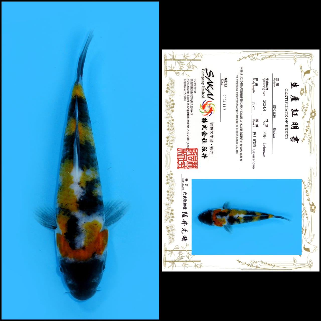 Lelang Koi Online, Jual Beli Ikan Koi, Pusat Jual Beli Koi, Info Lelang Koi Hari Ini, Platform Jual Beli Koi, Jual Beli Ikan Koi Online, Marketplace Ikan Koi, Jual Koi Terbaik, Tempat Beli Koi Berkualitas, Pasar Ikan Koi Online Terpercaya, Penjual Ikan Koi Terpercaya, Beli Koi Hias Online, Ikan Koi untuk Dijual, Koi Kualitas Terbaik, Toko Online Ikan Koi, Koi Hias Untuk Dijual, Jual Beli Ikan Koi Lokal, Koi Indonesia Online, Pusat Jual Beli Koi Terbesar