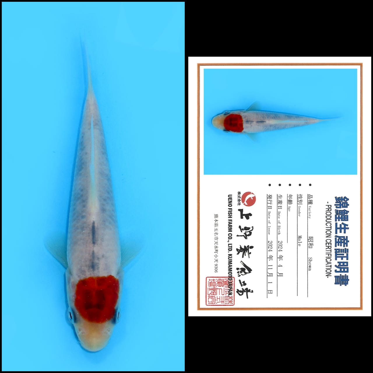 Lelang Koi Online, Jual Beli Ikan Koi, Pusat Jual Beli Koi, Info Lelang Koi Hari Ini, Platform Jual Beli Koi, Jual Beli Ikan Koi Online, Marketplace Ikan Koi, Jual Koi Terbaik, Tempat Beli Koi Berkualitas, Pasar Ikan Koi Online Terpercaya, Penjual Ikan Koi Terpercaya, Beli Koi Hias Online, Ikan Koi untuk Dijual, Koi Kualitas Terbaik, Toko Online Ikan Koi, Koi Hias Untuk Dijual, Jual Beli Ikan Koi Lokal, Koi Indonesia Online, Pusat Jual Beli Koi Terbesar