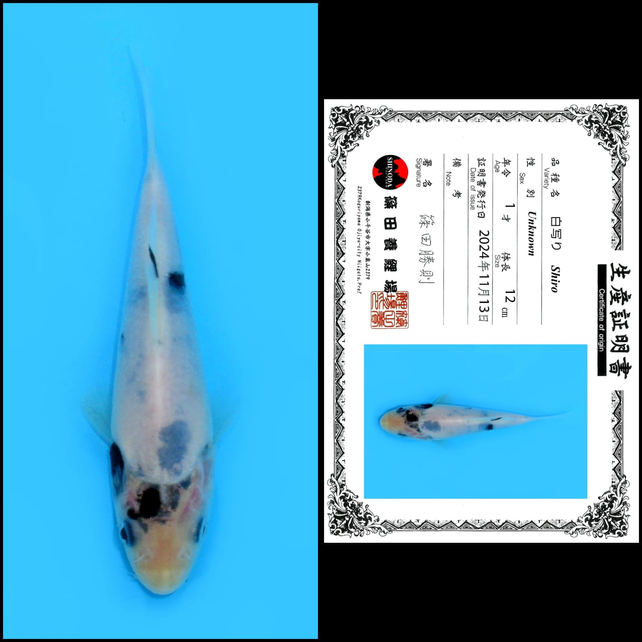 Lelang Koi Online, Jual Beli Ikan Koi, Pusat Jual Beli Koi, Info Lelang Koi Hari Ini, Platform Jual Beli Koi, Jual Beli Ikan Koi Online, Marketplace Ikan Koi, Jual Koi Terbaik, Tempat Beli Koi Berkualitas, Pasar Ikan Koi Online Terpercaya, Penjual Ikan Koi Terpercaya, Beli Koi Hias Online, Ikan Koi untuk Dijual, Koi Kualitas Terbaik, Toko Online Ikan Koi, Koi Hias Untuk Dijual, Jual Beli Ikan Koi Lokal, Koi Indonesia Online, Pusat Jual Beli Koi Terbesar