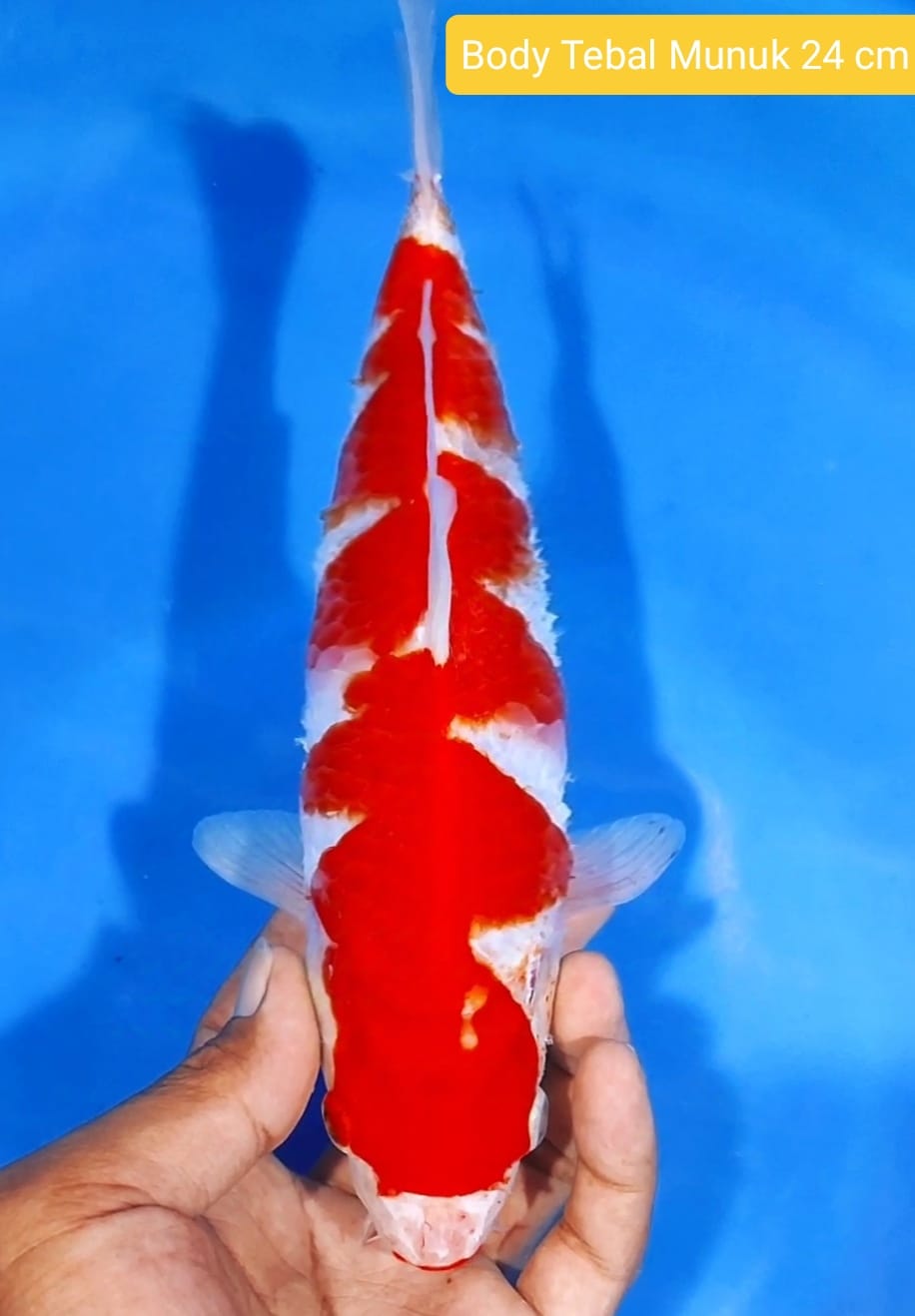 Lelang Koi Online, Jual Beli Ikan Koi, Pusat Jual Beli Koi, Info Lelang Koi Hari Ini, Platform Jual Beli Koi, Jual Beli Ikan Koi Online, Marketplace Ikan Koi, Jual Koi Terbaik, Tempat Beli Koi Berkualitas, Pasar Ikan Koi Online Terpercaya, Penjual Ikan Koi Terpercaya, Beli Koi Hias Online, Ikan Koi untuk Dijual, Koi Kualitas Terbaik, Toko Online Ikan Koi, Koi Hias Untuk Dijual, Jual Beli Ikan Koi Lokal, Koi Indonesia Online, Pusat Jual Beli Koi Terbesar