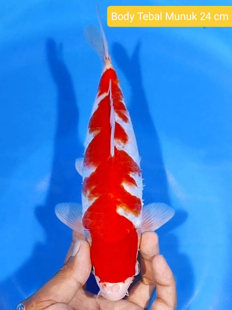 Lelang Koi Online, Jual Beli Ikan Koi, Pusat Jual Beli Koi, Info Lelang Koi Hari Ini, Platform Jual Beli Koi, Jual Beli Ikan Koi Online, Marketplace Ikan Koi, Jual Koi Terbaik, Tempat Beli Koi Berkualitas, Pasar Ikan Koi Online Terpercaya, Penjual Ikan Koi Terpercaya, Beli Koi Hias Online, Ikan Koi untuk Dijual, Koi Kualitas Terbaik, Toko Online Ikan Koi, Koi Hias Untuk Dijual, Jual Beli Ikan Koi Lokal, Koi Indonesia Online, Pusat Jual Beli Koi Terbesar