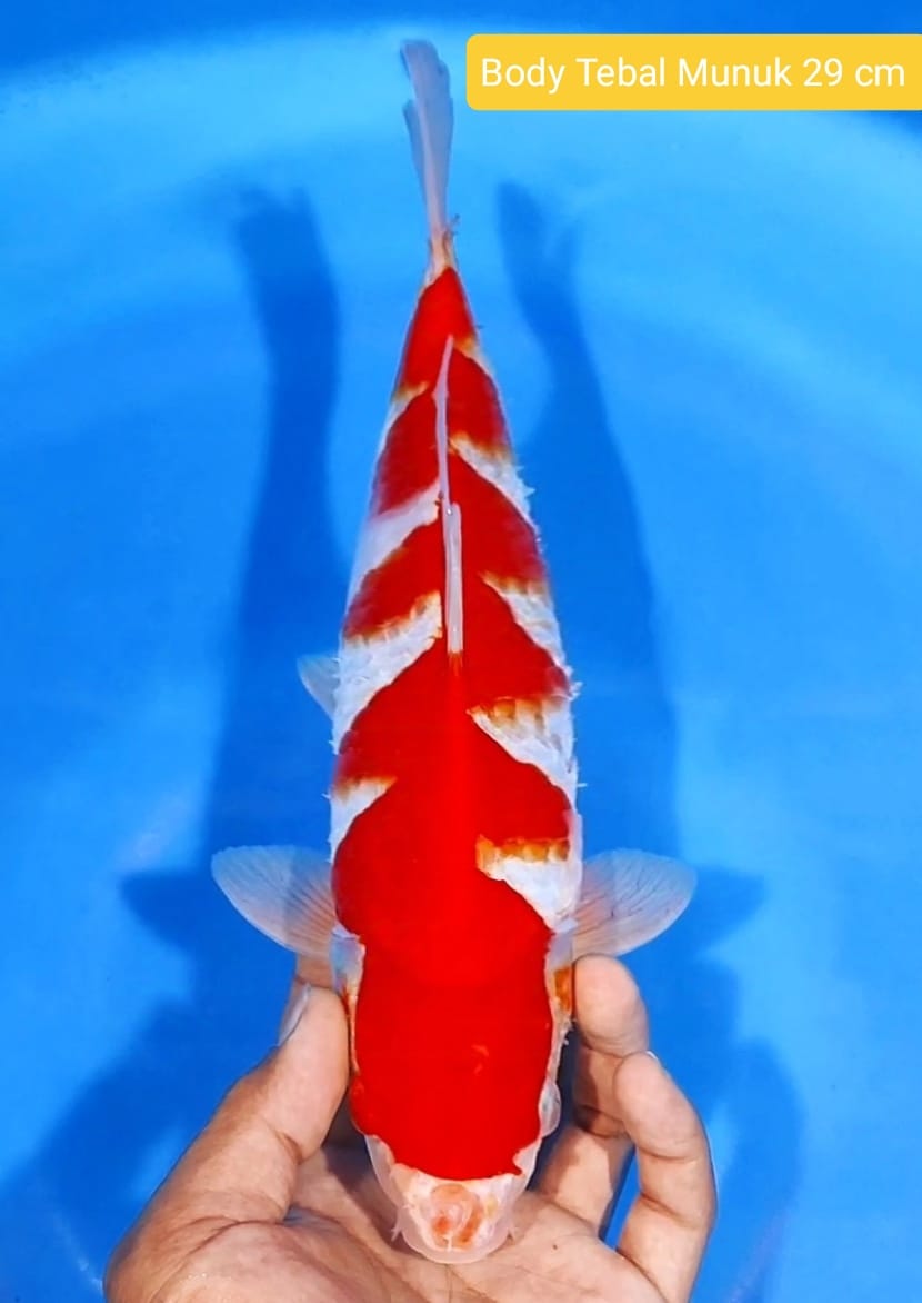 Lelang Koi Online, Jual Beli Ikan Koi, Pusat Jual Beli Koi, Info Lelang Koi Hari Ini, Platform Jual Beli Koi, Jual Beli Ikan Koi Online, Marketplace Ikan Koi, Jual Koi Terbaik, Tempat Beli Koi Berkualitas, Pasar Ikan Koi Online Terpercaya, Penjual Ikan Koi Terpercaya, Beli Koi Hias Online, Ikan Koi untuk Dijual, Koi Kualitas Terbaik, Toko Online Ikan Koi, Koi Hias Untuk Dijual, Jual Beli Ikan Koi Lokal, Koi Indonesia Online, Pusat Jual Beli Koi Terbesar