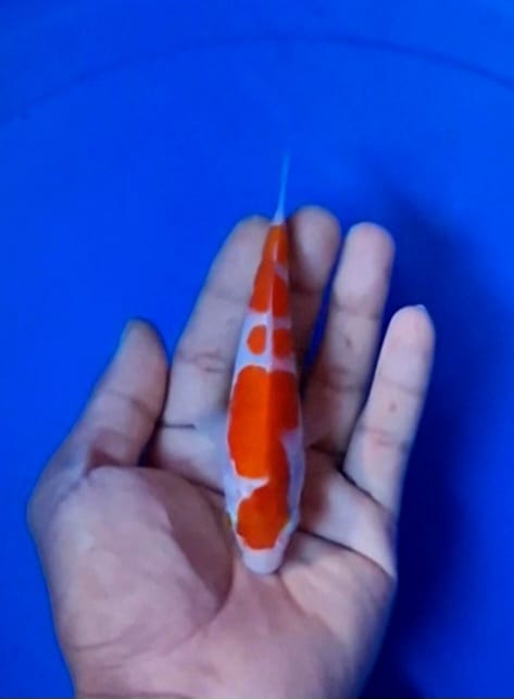 Lelang Koi Online, Jual Beli Ikan Koi, Pusat Jual Beli Koi, Info Lelang Koi Hari Ini, Platform Jual Beli Koi, Jual Beli Ikan Koi Online, Marketplace Ikan Koi, Jual Koi Terbaik, Tempat Beli Koi Berkualitas, Pasar Ikan Koi Online Terpercaya, Penjual Ikan Koi Terpercaya, Beli Koi Hias Online, Ikan Koi untuk Dijual, Koi Kualitas Terbaik, Toko Online Ikan Koi, Koi Hias Untuk Dijual, Jual Beli Ikan Koi Lokal, Koi Indonesia Online, Pusat Jual Beli Koi Terbesar