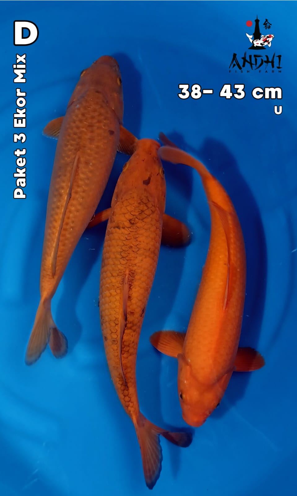 Lelang Koi Online, Jual Beli Ikan Koi, Pusat Jual Beli Koi, Info Lelang Koi Hari Ini, Platform Jual Beli Koi, Jual Beli Ikan Koi Online, Marketplace Ikan Koi, Jual Koi Terbaik, Tempat Beli Koi Berkualitas, Pasar Ikan Koi Online Terpercaya, Penjual Ikan Koi Terpercaya, Beli Koi Hias Online, Ikan Koi untuk Dijual, Koi Kualitas Terbaik, Toko Online Ikan Koi, Koi Hias Untuk Dijual, Jual Beli Ikan Koi Lokal, Koi Indonesia Online, Pusat Jual Beli Koi Terbesar