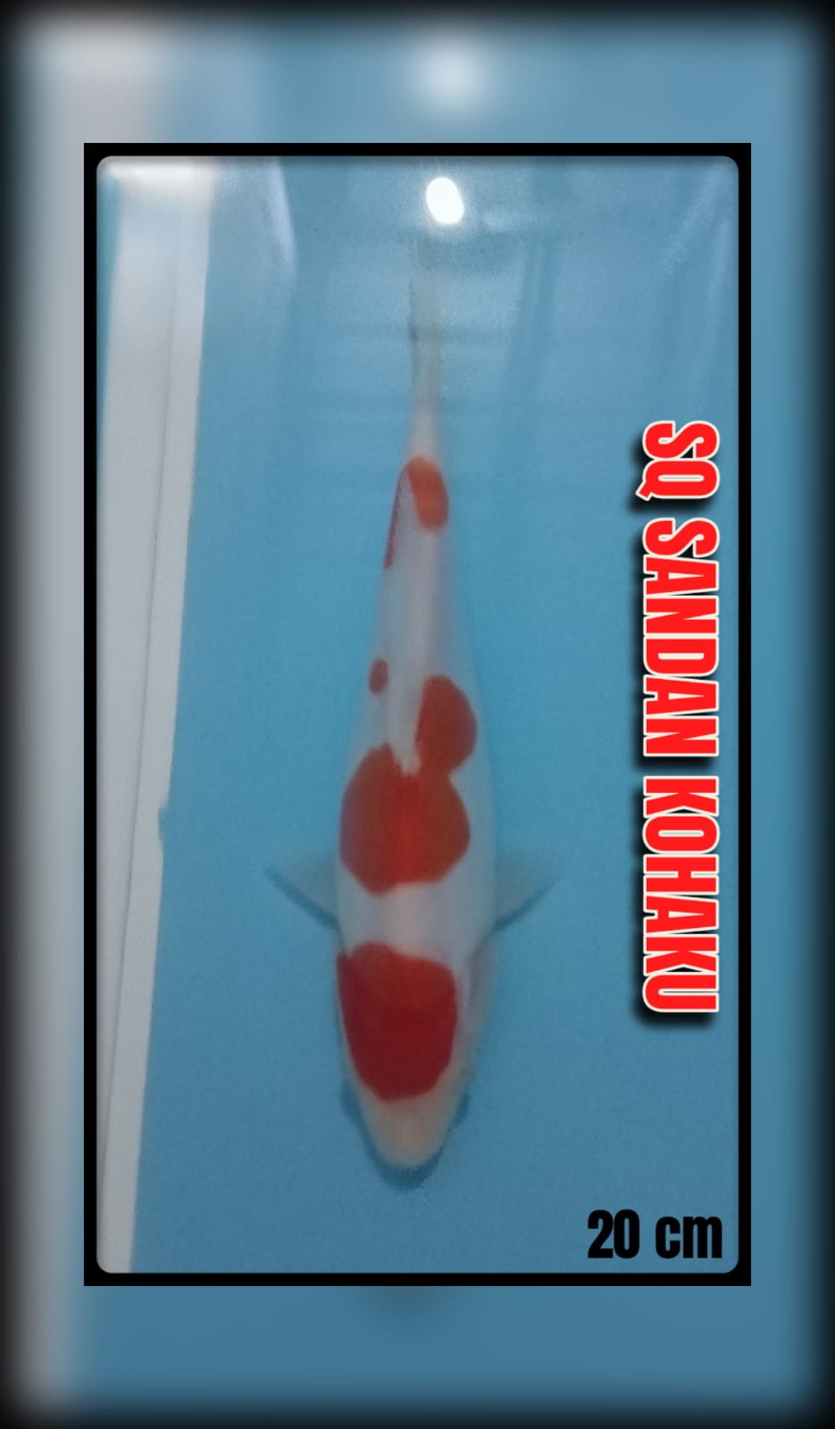 Lelang Koi Online, Jual Beli Ikan Koi, Pusat Jual Beli Koi, Info Lelang Koi Hari Ini, Platform Jual Beli Koi, Jual Beli Ikan Koi Online, Marketplace Ikan Koi, Jual Koi Terbaik, Tempat Beli Koi Berkualitas, Pasar Ikan Koi Online Terpercaya, Penjual Ikan Koi Terpercaya, Beli Koi Hias Online, Ikan Koi untuk Dijual, Koi Kualitas Terbaik, Toko Online Ikan Koi, Koi Hias Untuk Dijual, Jual Beli Ikan Koi Lokal, Koi Indonesia Online, Pusat Jual Beli Koi Terbesar