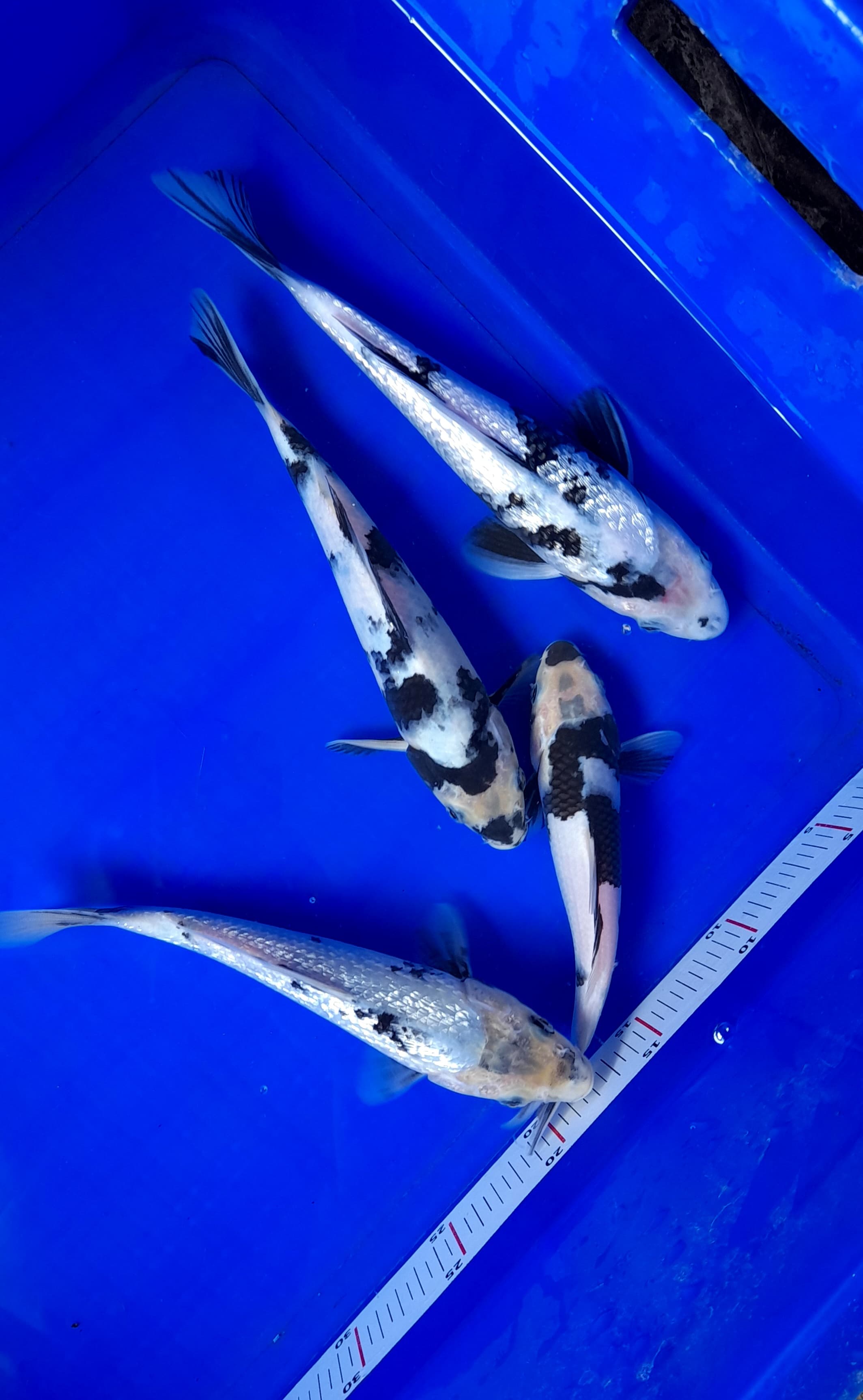 Lelang Koi Online, Jual Beli Ikan Koi, Pusat Jual Beli Koi, Info Lelang Koi Hari Ini, Platform Jual Beli Koi, Jual Beli Ikan Koi Online, Marketplace Ikan Koi, Jual Koi Terbaik, Tempat Beli Koi Berkualitas, Pasar Ikan Koi Online Terpercaya, Penjual Ikan Koi Terpercaya, Beli Koi Hias Online, Ikan Koi untuk Dijual, Koi Kualitas Terbaik, Toko Online Ikan Koi, Koi Hias Untuk Dijual, Jual Beli Ikan Koi Lokal, Koi Indonesia Online, Pusat Jual Beli Koi Terbesar