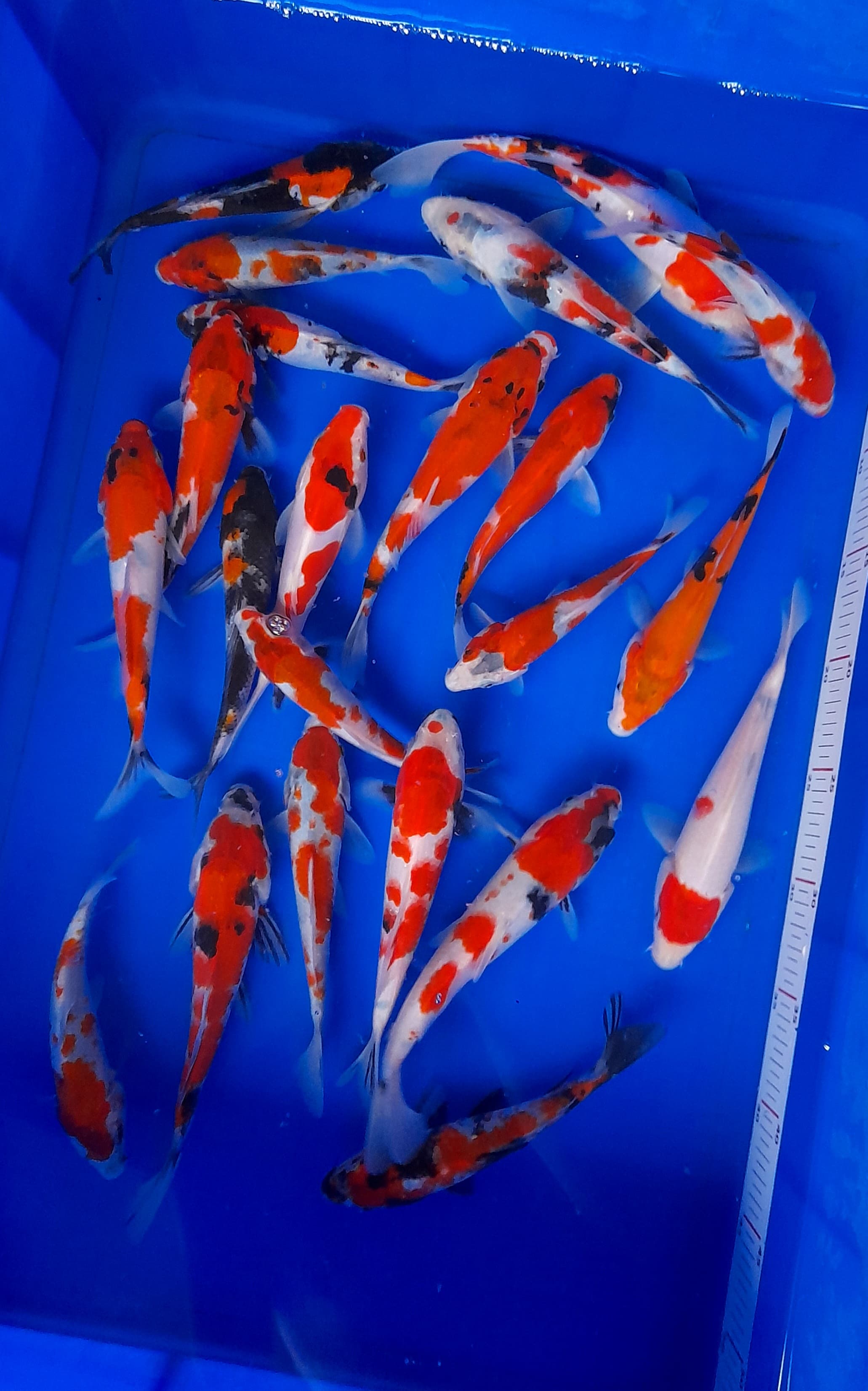 Lelang Koi Online, Jual Beli Ikan Koi, Pusat Jual Beli Koi, Info Lelang Koi Hari Ini, Platform Jual Beli Koi, Jual Beli Ikan Koi Online, Marketplace Ikan Koi, Jual Koi Terbaik, Tempat Beli Koi Berkualitas, Pasar Ikan Koi Online Terpercaya, Penjual Ikan Koi Terpercaya, Beli Koi Hias Online, Ikan Koi untuk Dijual, Koi Kualitas Terbaik, Toko Online Ikan Koi, Koi Hias Untuk Dijual, Jual Beli Ikan Koi Lokal, Koi Indonesia Online, Pusat Jual Beli Koi Terbesar