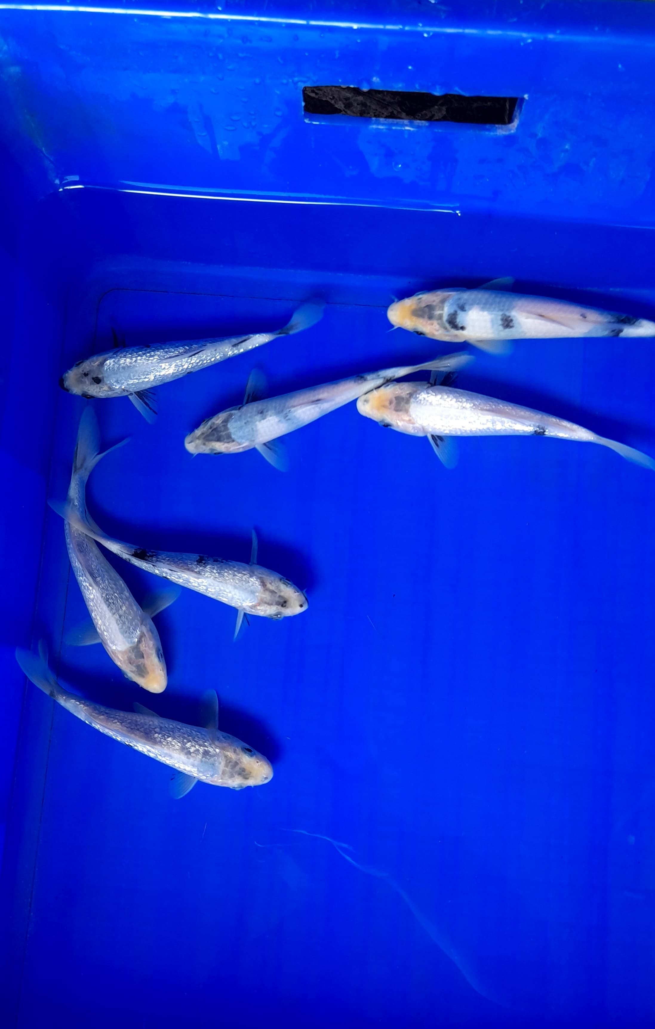 Lelang Koi Online, Jual Beli Ikan Koi, Pusat Jual Beli Koi, Info Lelang Koi Hari Ini, Platform Jual Beli Koi, Jual Beli Ikan Koi Online, Marketplace Ikan Koi, Jual Koi Terbaik, Tempat Beli Koi Berkualitas, Pasar Ikan Koi Online Terpercaya, Penjual Ikan Koi Terpercaya, Beli Koi Hias Online, Ikan Koi untuk Dijual, Koi Kualitas Terbaik, Toko Online Ikan Koi, Koi Hias Untuk Dijual, Jual Beli Ikan Koi Lokal, Koi Indonesia Online, Pusat Jual Beli Koi Terbesar