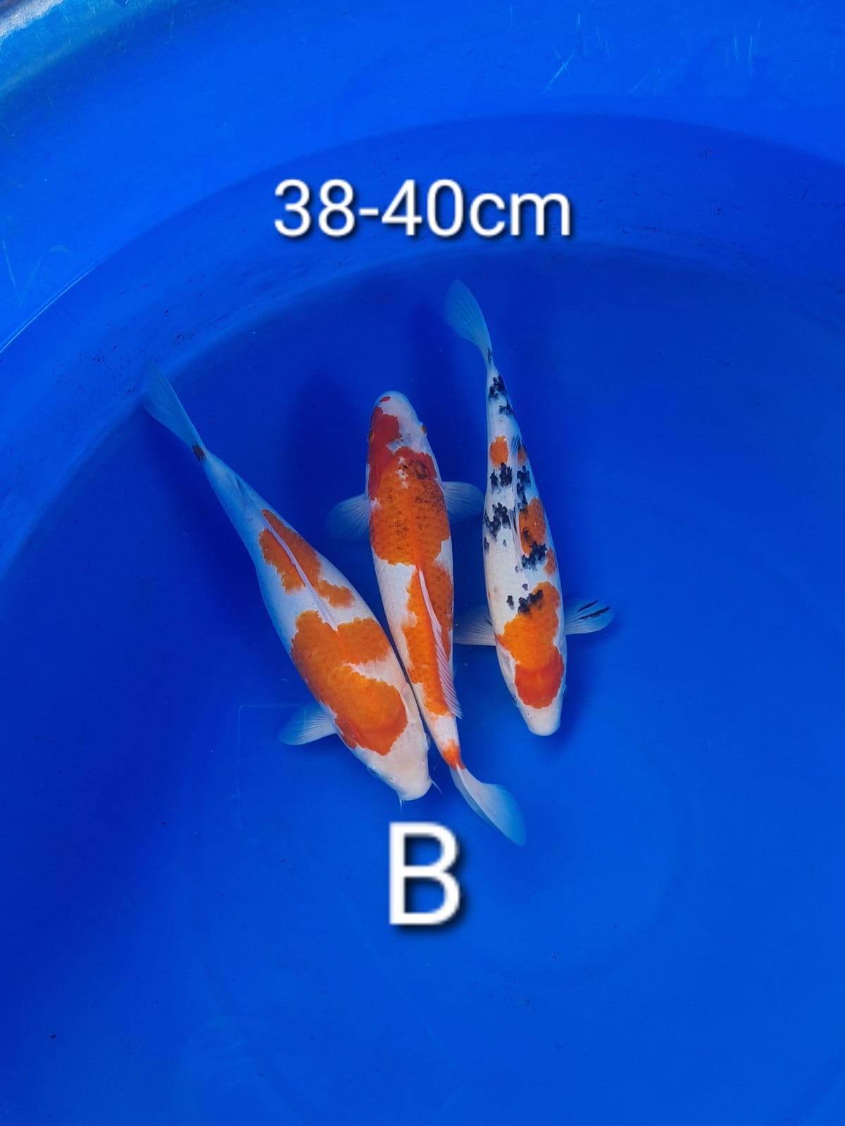 Lelang Koi Online, Jual Beli Ikan Koi, Pusat Jual Beli Koi, Info Lelang Koi Hari Ini, Platform Jual Beli Koi, Jual Beli Ikan Koi Online, Marketplace Ikan Koi, Jual Koi Terbaik, Tempat Beli Koi Berkualitas, Pasar Ikan Koi Online Terpercaya, Penjual Ikan Koi Terpercaya, Beli Koi Hias Online, Ikan Koi untuk Dijual, Koi Kualitas Terbaik, Toko Online Ikan Koi, Koi Hias Untuk Dijual, Jual Beli Ikan Koi Lokal, Koi Indonesia Online, Pusat Jual Beli Koi Terbesar