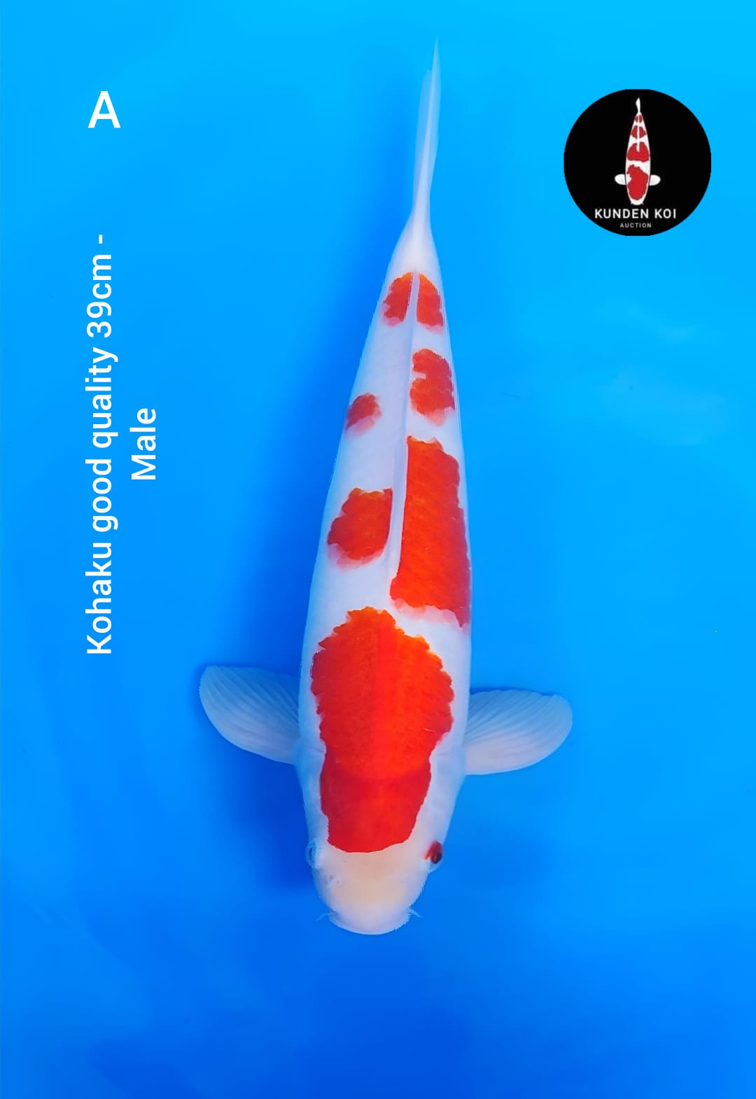 Lelang Koi Online, Jual Beli Ikan Koi, Pusat Jual Beli Koi, Info Lelang Koi Hari Ini, Platform Jual Beli Koi, Jual Beli Ikan Koi Online, Marketplace Ikan Koi, Jual Koi Terbaik, Tempat Beli Koi Berkualitas, Pasar Ikan Koi Online Terpercaya, Penjual Ikan Koi Terpercaya, Beli Koi Hias Online, Ikan Koi untuk Dijual, Koi Kualitas Terbaik, Toko Online Ikan Koi, Koi Hias Untuk Dijual, Jual Beli Ikan Koi Lokal, Koi Indonesia Online, Pusat Jual Beli Koi Terbesar