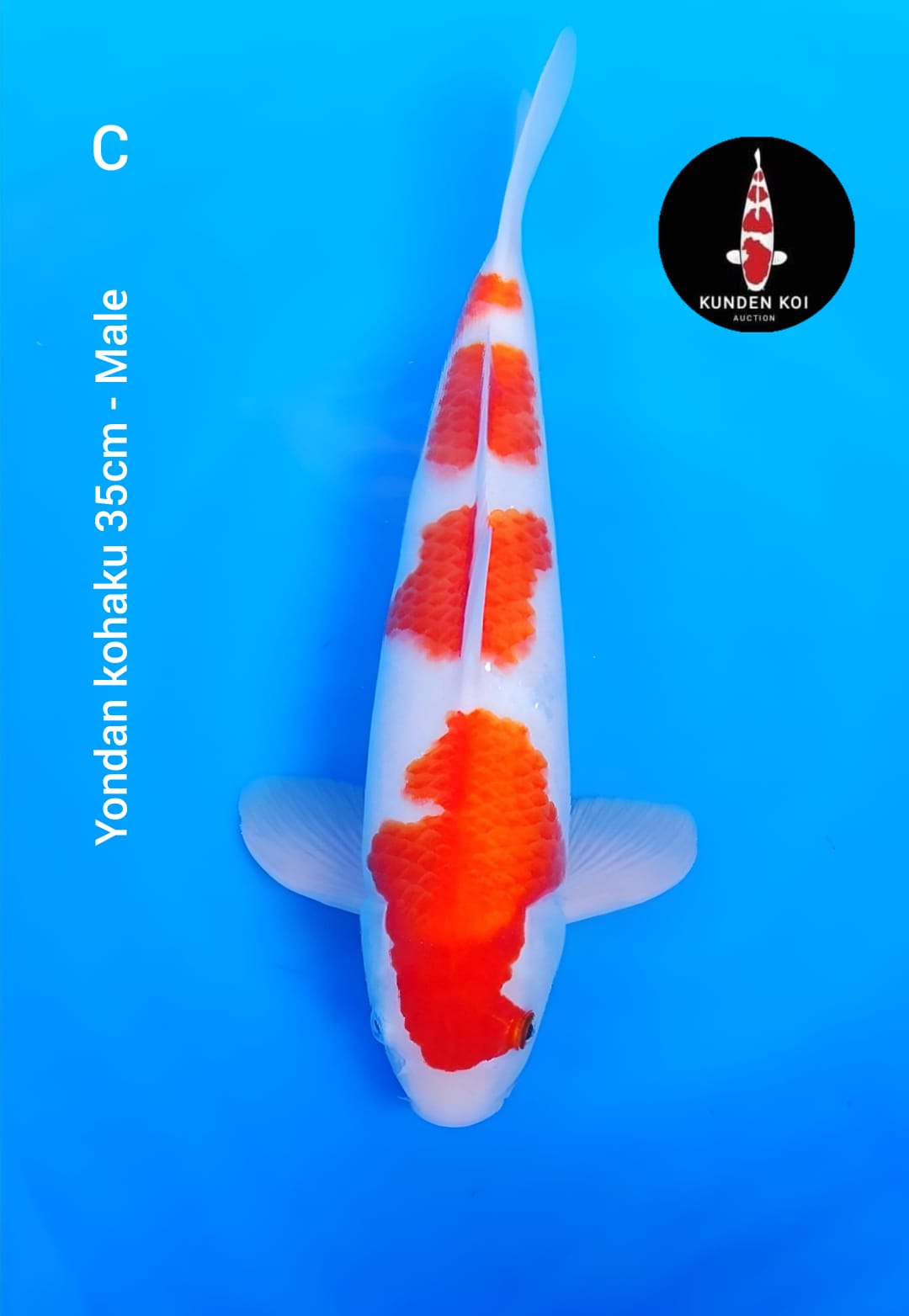 Lelang Koi Online, Jual Beli Ikan Koi, Pusat Jual Beli Koi, Info Lelang Koi Hari Ini, Platform Jual Beli Koi, Jual Beli Ikan Koi Online, Marketplace Ikan Koi, Jual Koi Terbaik, Tempat Beli Koi Berkualitas, Pasar Ikan Koi Online Terpercaya, Penjual Ikan Koi Terpercaya, Beli Koi Hias Online, Ikan Koi untuk Dijual, Koi Kualitas Terbaik, Toko Online Ikan Koi, Koi Hias Untuk Dijual, Jual Beli Ikan Koi Lokal, Koi Indonesia Online, Pusat Jual Beli Koi Terbesar