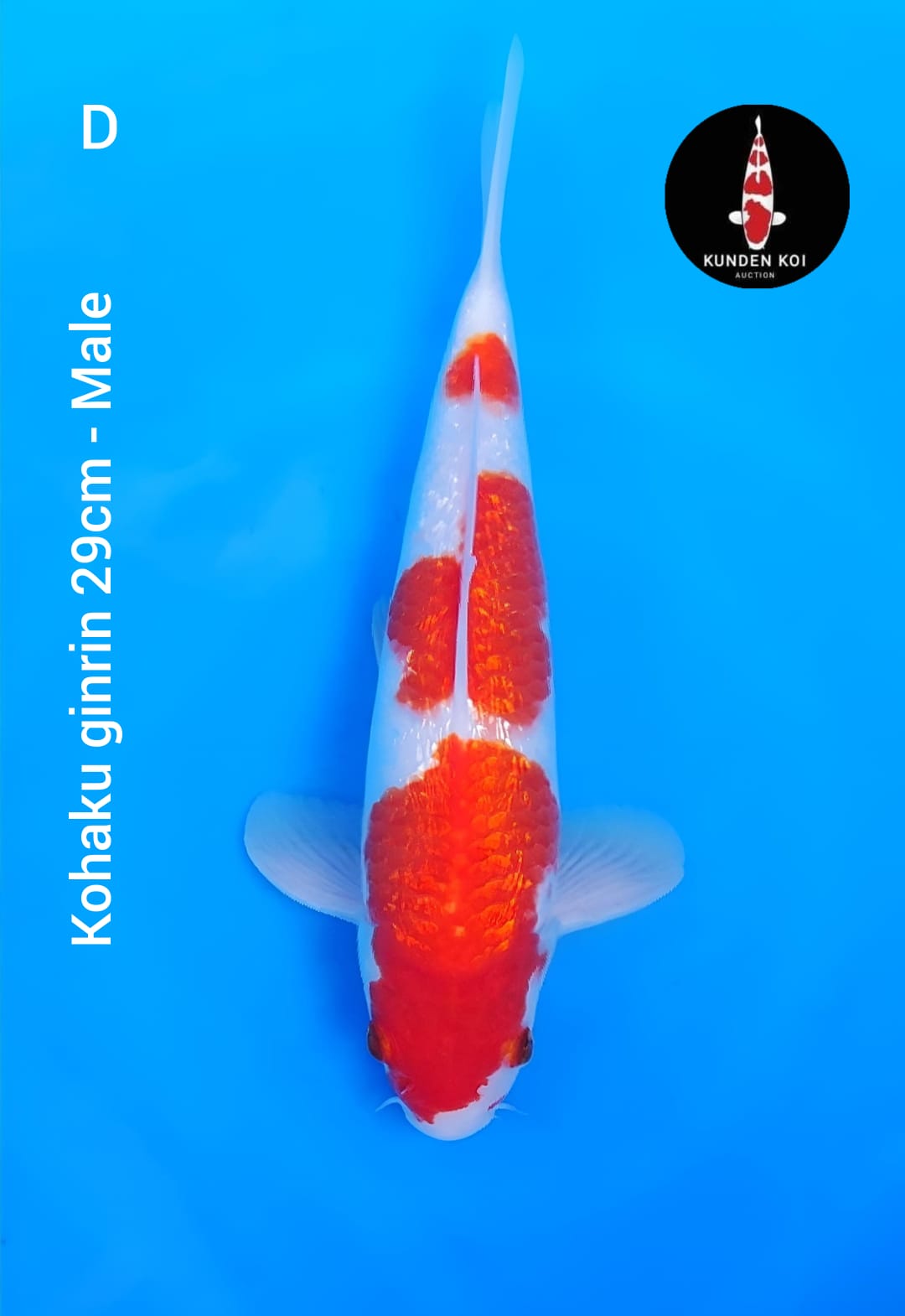 Lelang Koi Online, Jual Beli Ikan Koi, Pusat Jual Beli Koi, Info Lelang Koi Hari Ini, Platform Jual Beli Koi, Jual Beli Ikan Koi Online, Marketplace Ikan Koi, Jual Koi Terbaik, Tempat Beli Koi Berkualitas, Pasar Ikan Koi Online Terpercaya, Penjual Ikan Koi Terpercaya, Beli Koi Hias Online, Ikan Koi untuk Dijual, Koi Kualitas Terbaik, Toko Online Ikan Koi, Koi Hias Untuk Dijual, Jual Beli Ikan Koi Lokal, Koi Indonesia Online, Pusat Jual Beli Koi Terbesar