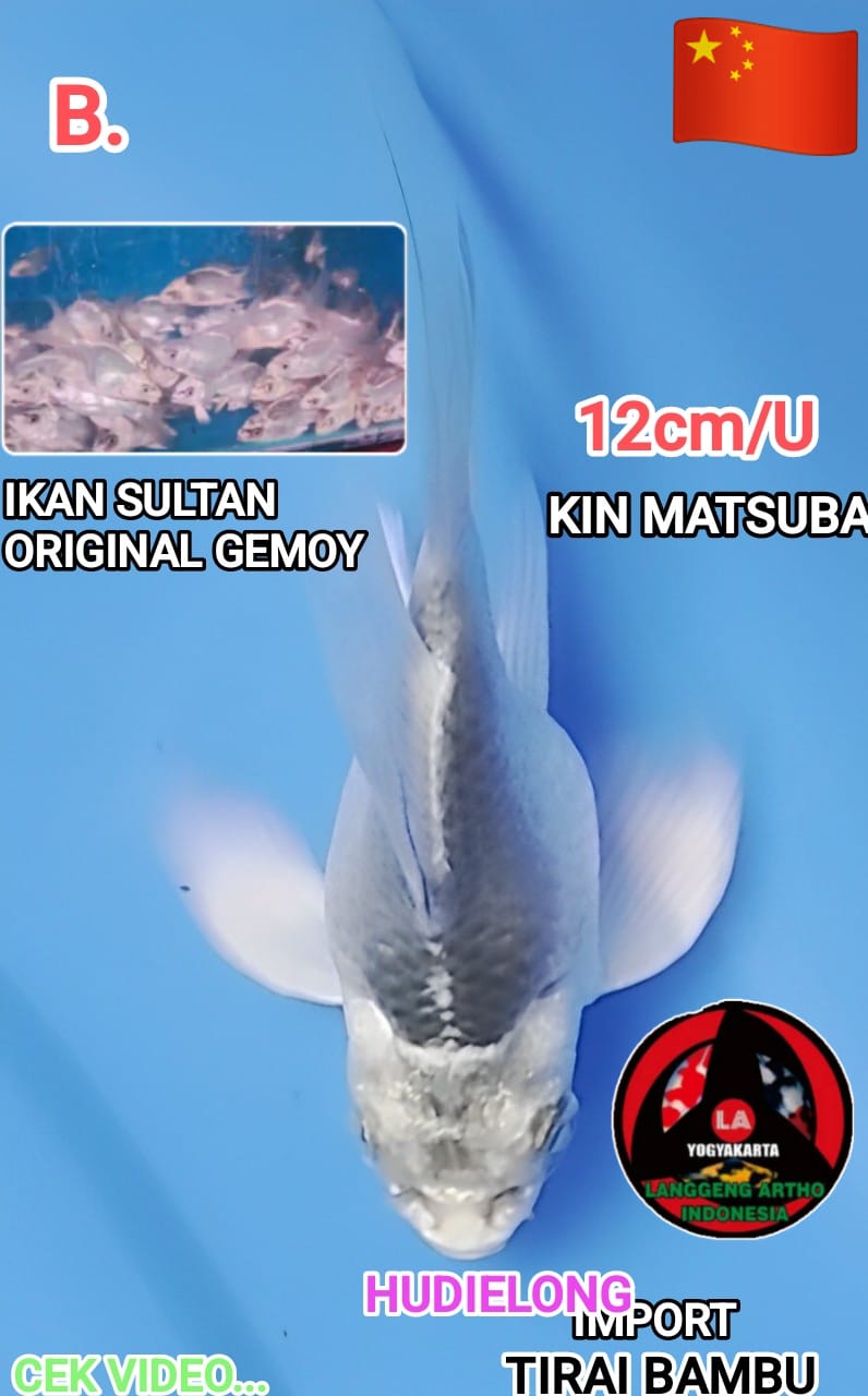 Lelang Koi Online, Jual Beli Ikan Koi, Pusat Jual Beli Koi, Info Lelang Koi Hari Ini, Platform Jual Beli Koi, Jual Beli Ikan Koi Online, Marketplace Ikan Koi, Jual Koi Terbaik, Tempat Beli Koi Berkualitas, Pasar Ikan Koi Online Terpercaya, Penjual Ikan Koi Terpercaya, Beli Koi Hias Online, Ikan Koi untuk Dijual, Koi Kualitas Terbaik, Toko Online Ikan Koi, Koi Hias Untuk Dijual, Jual Beli Ikan Koi Lokal, Koi Indonesia Online, Pusat Jual Beli Koi Terbesar