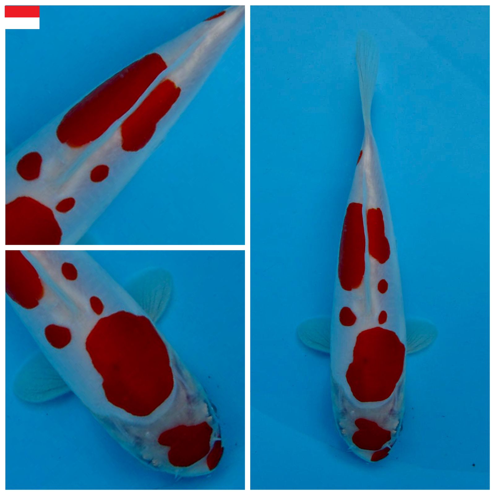 Lelang Koi Online, Jual Beli Ikan Koi, Pusat Jual Beli Koi, Info Lelang Koi Hari Ini, Platform Jual Beli Koi, Jual Beli Ikan Koi Online, Marketplace Ikan Koi, Jual Koi Terbaik, Tempat Beli Koi Berkualitas, Pasar Ikan Koi Online Terpercaya, Penjual Ikan Koi Terpercaya, Beli Koi Hias Online, Ikan Koi untuk Dijual, Koi Kualitas Terbaik, Toko Online Ikan Koi, Koi Hias Untuk Dijual, Jual Beli Ikan Koi Lokal, Koi Indonesia Online, Pusat Jual Beli Koi Terbesar