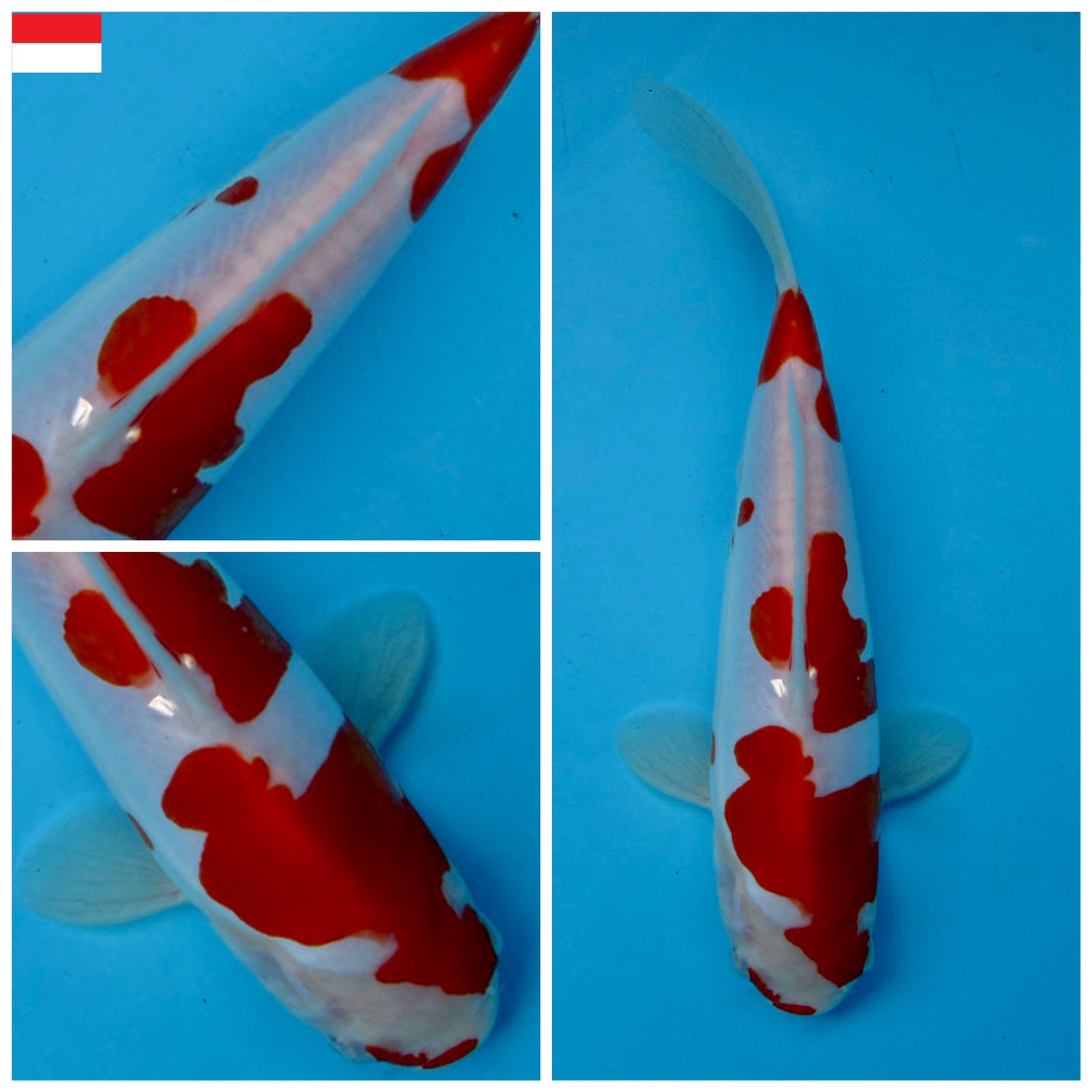 Lelang Koi Online, Jual Beli Ikan Koi, Pusat Jual Beli Koi, Info Lelang Koi Hari Ini, Platform Jual Beli Koi, Jual Beli Ikan Koi Online, Marketplace Ikan Koi, Jual Koi Terbaik, Tempat Beli Koi Berkualitas, Pasar Ikan Koi Online Terpercaya, Penjual Ikan Koi Terpercaya, Beli Koi Hias Online, Ikan Koi untuk Dijual, Koi Kualitas Terbaik, Toko Online Ikan Koi, Koi Hias Untuk Dijual, Jual Beli Ikan Koi Lokal, Koi Indonesia Online, Pusat Jual Beli Koi Terbesar