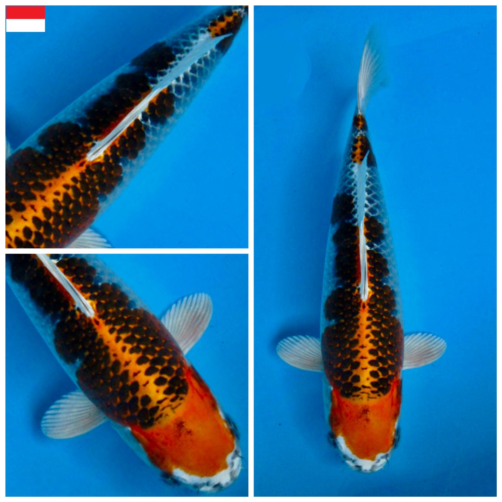 Lelang Koi Online, Jual Beli Ikan Koi, Pusat Jual Beli Koi, Info Lelang Koi Hari Ini, Platform Jual Beli Koi, Jual Beli Ikan Koi Online, Marketplace Ikan Koi, Jual Koi Terbaik, Tempat Beli Koi Berkualitas, Pasar Ikan Koi Online Terpercaya, Penjual Ikan Koi Terpercaya, Beli Koi Hias Online, Ikan Koi untuk Dijual, Koi Kualitas Terbaik, Toko Online Ikan Koi, Koi Hias Untuk Dijual, Jual Beli Ikan Koi Lokal, Koi Indonesia Online, Pusat Jual Beli Koi Terbesar