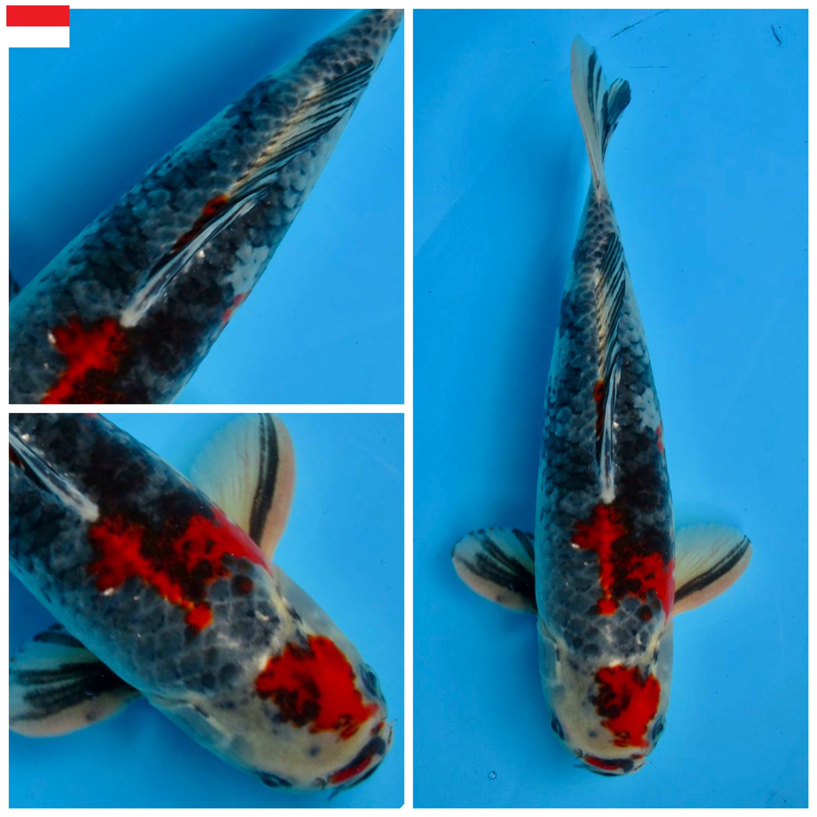 Lelang Koi Online, Jual Beli Ikan Koi, Pusat Jual Beli Koi, Info Lelang Koi Hari Ini, Platform Jual Beli Koi, Jual Beli Ikan Koi Online, Marketplace Ikan Koi, Jual Koi Terbaik, Tempat Beli Koi Berkualitas, Pasar Ikan Koi Online Terpercaya, Penjual Ikan Koi Terpercaya, Beli Koi Hias Online, Ikan Koi untuk Dijual, Koi Kualitas Terbaik, Toko Online Ikan Koi, Koi Hias Untuk Dijual, Jual Beli Ikan Koi Lokal, Koi Indonesia Online, Pusat Jual Beli Koi Terbesar