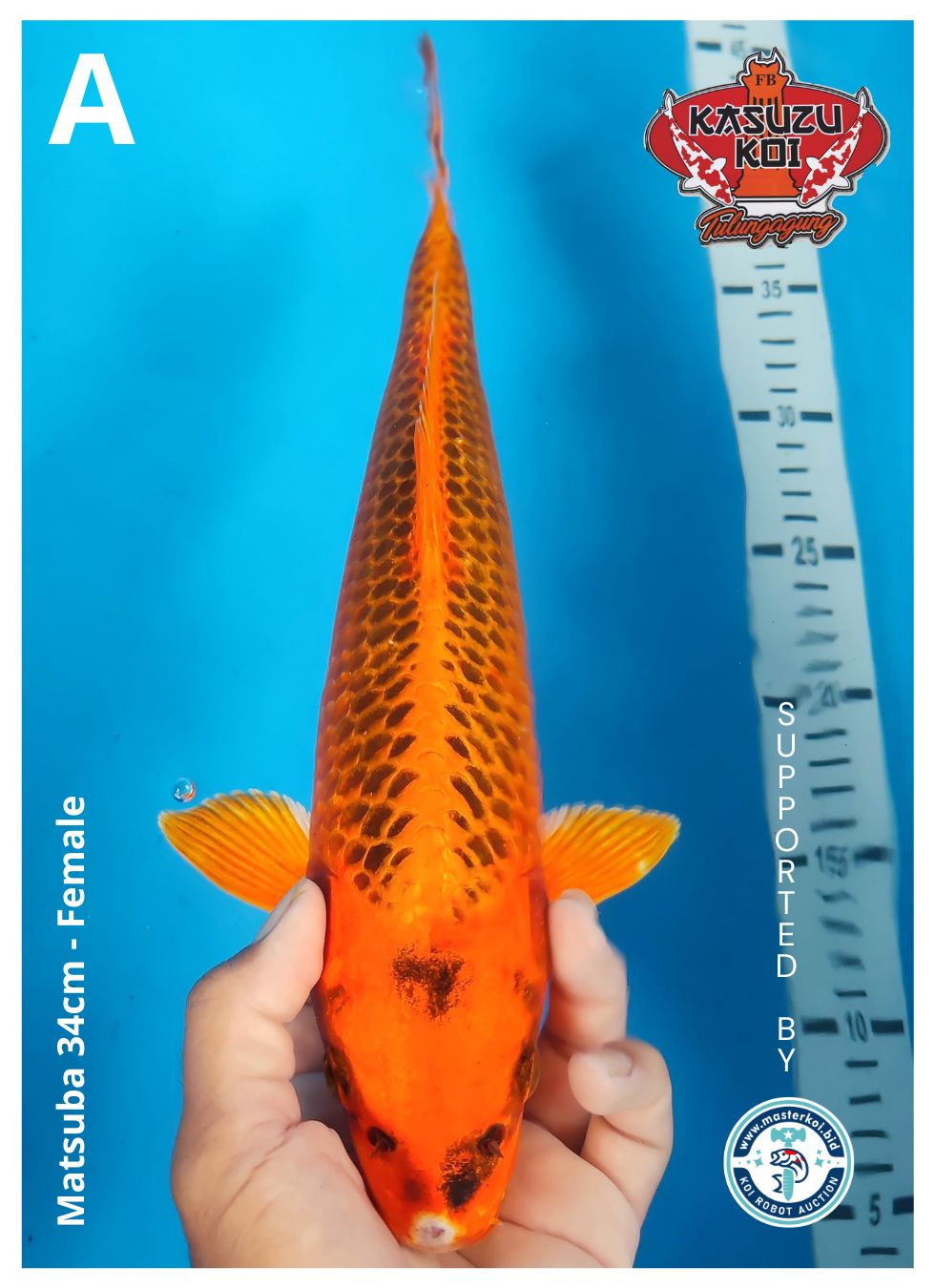 Lelang Koi Online, Jual Beli Ikan Koi, Pusat Jual Beli Koi, Info Lelang Koi Hari Ini, Platform Jual Beli Koi, Jual Beli Ikan Koi Online, Marketplace Ikan Koi, Jual Koi Terbaik, Tempat Beli Koi Berkualitas, Pasar Ikan Koi Online Terpercaya, Penjual Ikan Koi Terpercaya, Beli Koi Hias Online, Ikan Koi untuk Dijual, Koi Kualitas Terbaik, Toko Online Ikan Koi, Koi Hias Untuk Dijual, Jual Beli Ikan Koi Lokal, Koi Indonesia Online, Pusat Jual Beli Koi Terbesar