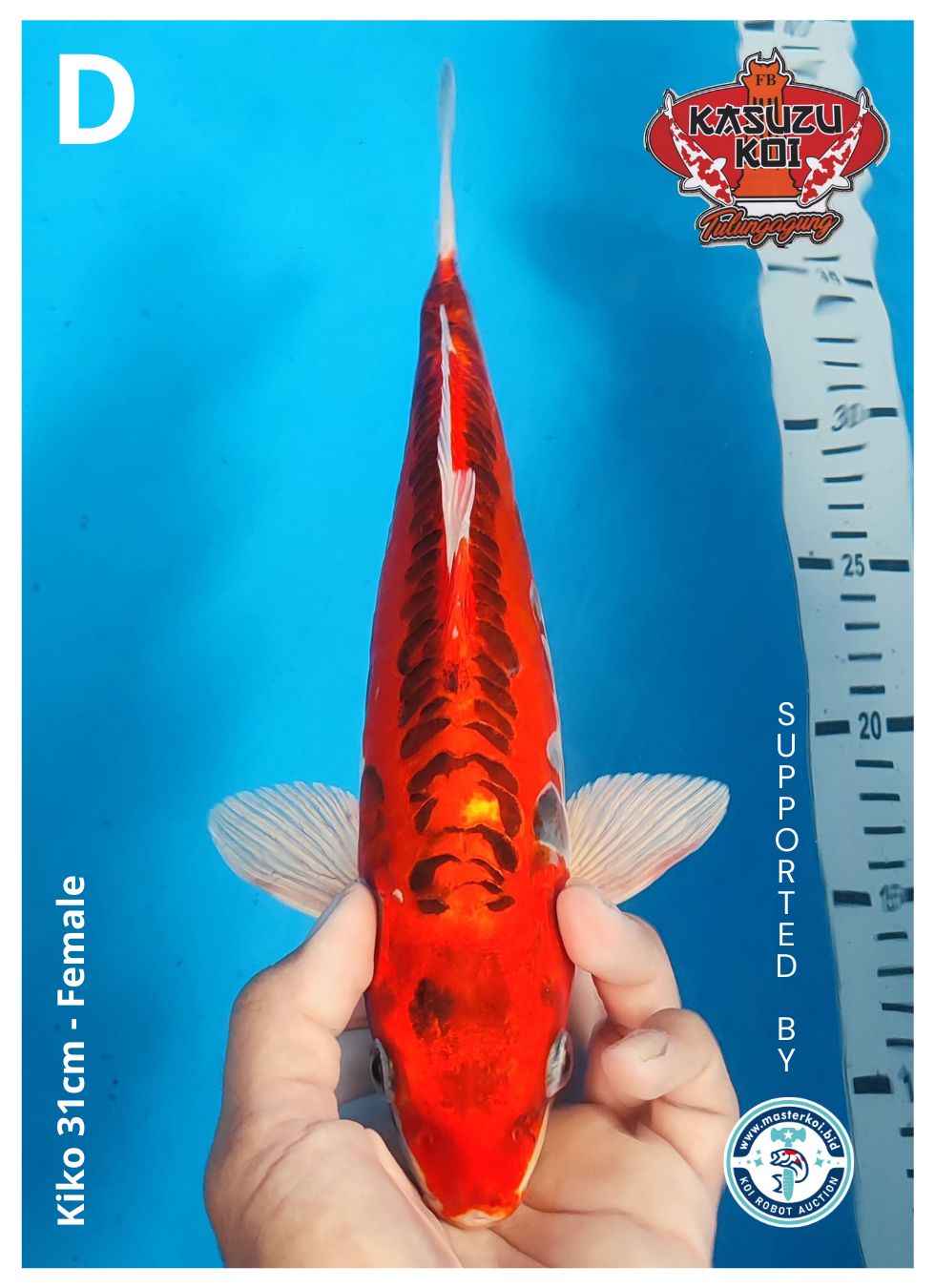 Lelang Koi Online, Jual Beli Ikan Koi, Pusat Jual Beli Koi, Info Lelang Koi Hari Ini, Platform Jual Beli Koi, Jual Beli Ikan Koi Online, Marketplace Ikan Koi, Jual Koi Terbaik, Tempat Beli Koi Berkualitas, Pasar Ikan Koi Online Terpercaya, Penjual Ikan Koi Terpercaya, Beli Koi Hias Online, Ikan Koi untuk Dijual, Koi Kualitas Terbaik, Toko Online Ikan Koi, Koi Hias Untuk Dijual, Jual Beli Ikan Koi Lokal, Koi Indonesia Online, Pusat Jual Beli Koi Terbesar