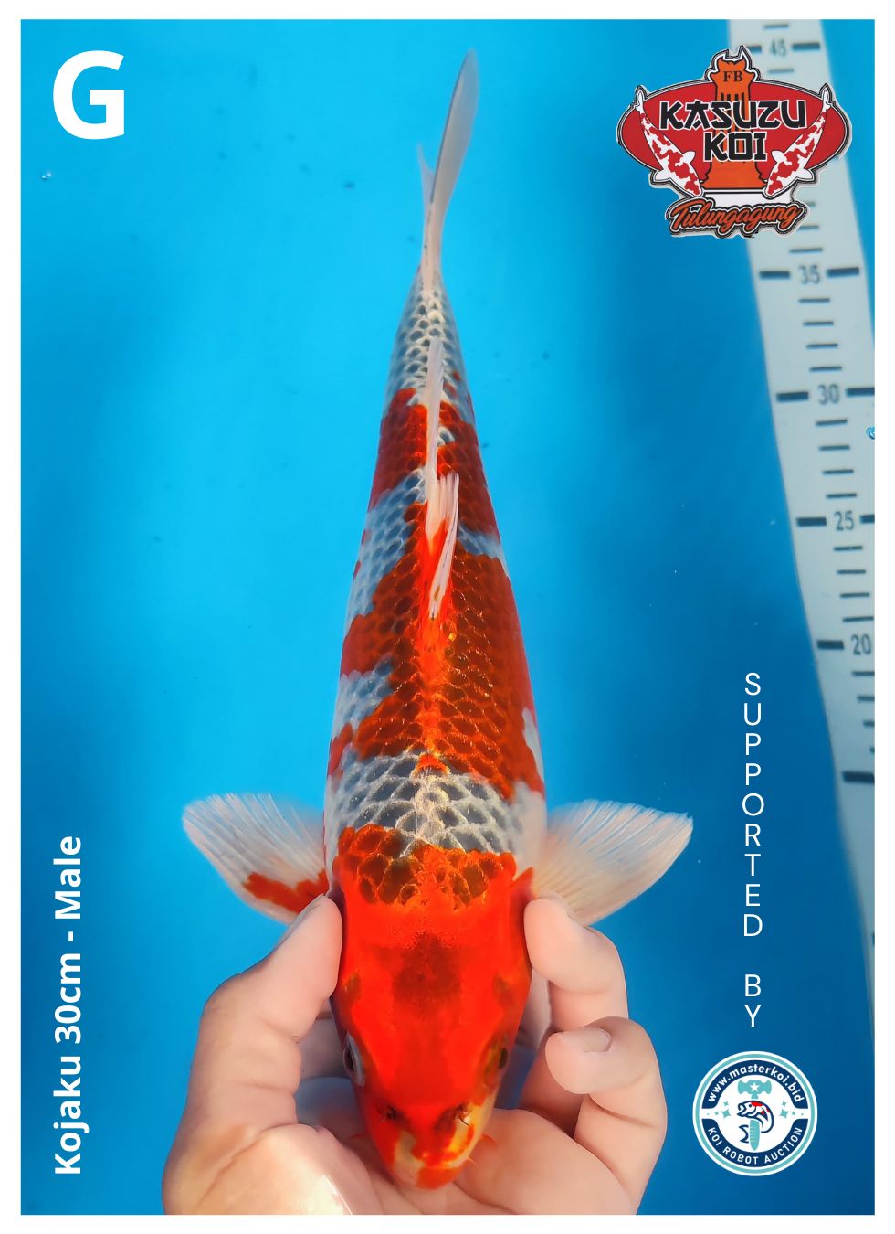 Lelang Koi Online, Jual Beli Ikan Koi, Pusat Jual Beli Koi, Info Lelang Koi Hari Ini, Platform Jual Beli Koi, Jual Beli Ikan Koi Online, Marketplace Ikan Koi, Jual Koi Terbaik, Tempat Beli Koi Berkualitas, Pasar Ikan Koi Online Terpercaya, Penjual Ikan Koi Terpercaya, Beli Koi Hias Online, Ikan Koi untuk Dijual, Koi Kualitas Terbaik, Toko Online Ikan Koi, Koi Hias Untuk Dijual, Jual Beli Ikan Koi Lokal, Koi Indonesia Online, Pusat Jual Beli Koi Terbesar