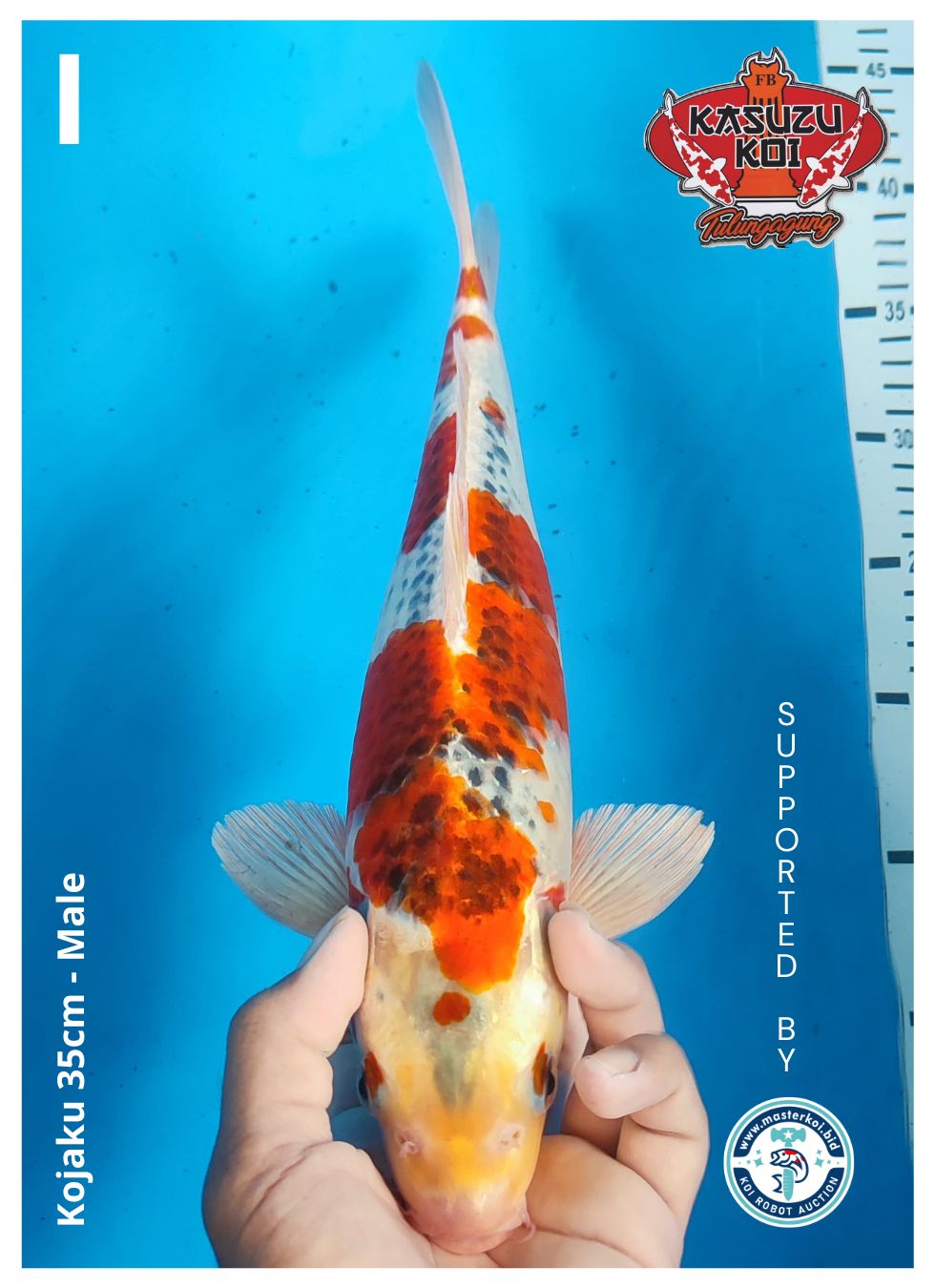 Lelang Koi Online, Jual Beli Ikan Koi, Pusat Jual Beli Koi, Info Lelang Koi Hari Ini, Platform Jual Beli Koi, Jual Beli Ikan Koi Online, Marketplace Ikan Koi, Jual Koi Terbaik, Tempat Beli Koi Berkualitas, Pasar Ikan Koi Online Terpercaya, Penjual Ikan Koi Terpercaya, Beli Koi Hias Online, Ikan Koi untuk Dijual, Koi Kualitas Terbaik, Toko Online Ikan Koi, Koi Hias Untuk Dijual, Jual Beli Ikan Koi Lokal, Koi Indonesia Online, Pusat Jual Beli Koi Terbesar