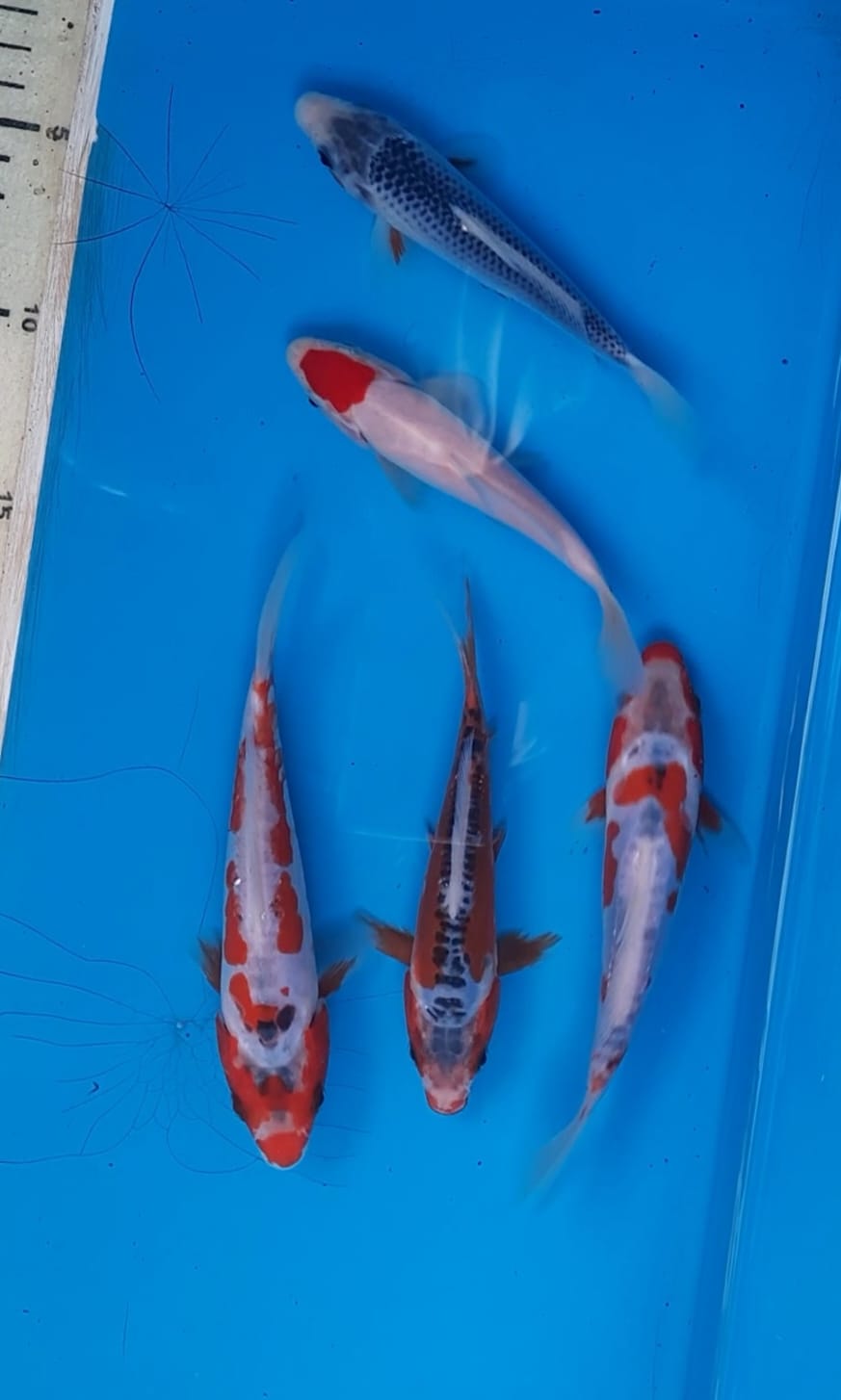 Lelang Koi Online, Jual Beli Ikan Koi, Pusat Jual Beli Koi, Info Lelang Koi Hari Ini, Platform Jual Beli Koi, Jual Beli Ikan Koi Online, Marketplace Ikan Koi, Jual Koi Terbaik, Tempat Beli Koi Berkualitas, Pasar Ikan Koi Online Terpercaya, Penjual Ikan Koi Terpercaya, Beli Koi Hias Online, Ikan Koi untuk Dijual, Koi Kualitas Terbaik, Toko Online Ikan Koi, Koi Hias Untuk Dijual, Jual Beli Ikan Koi Lokal, Koi Indonesia Online, Pusat Jual Beli Koi Terbesar