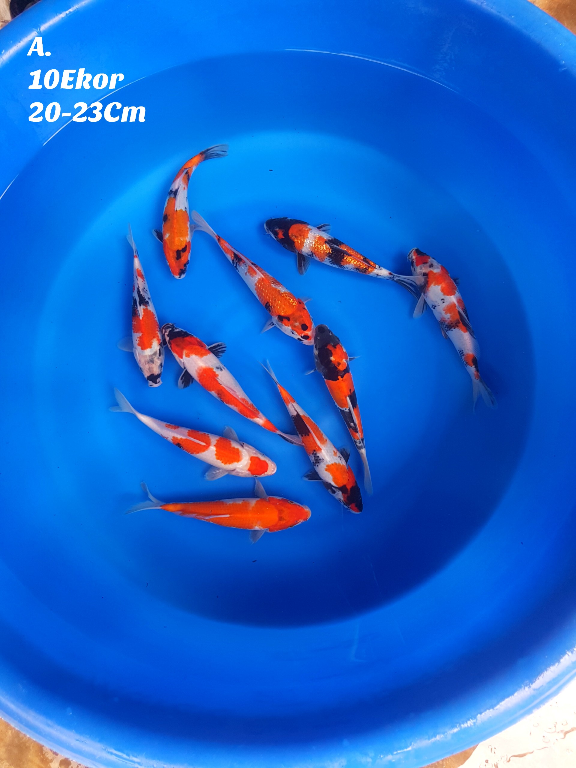 Lelang Koi Online, Jual Beli Ikan Koi, Pusat Jual Beli Koi, Info Lelang Koi Hari Ini, Platform Jual Beli Koi, Jual Beli Ikan Koi Online, Marketplace Ikan Koi, Jual Koi Terbaik, Tempat Beli Koi Berkualitas, Pasar Ikan Koi Online Terpercaya, Penjual Ikan Koi Terpercaya, Beli Koi Hias Online, Ikan Koi untuk Dijual, Koi Kualitas Terbaik, Toko Online Ikan Koi, Koi Hias Untuk Dijual, Jual Beli Ikan Koi Lokal, Koi Indonesia Online, Pusat Jual Beli Koi Terbesar