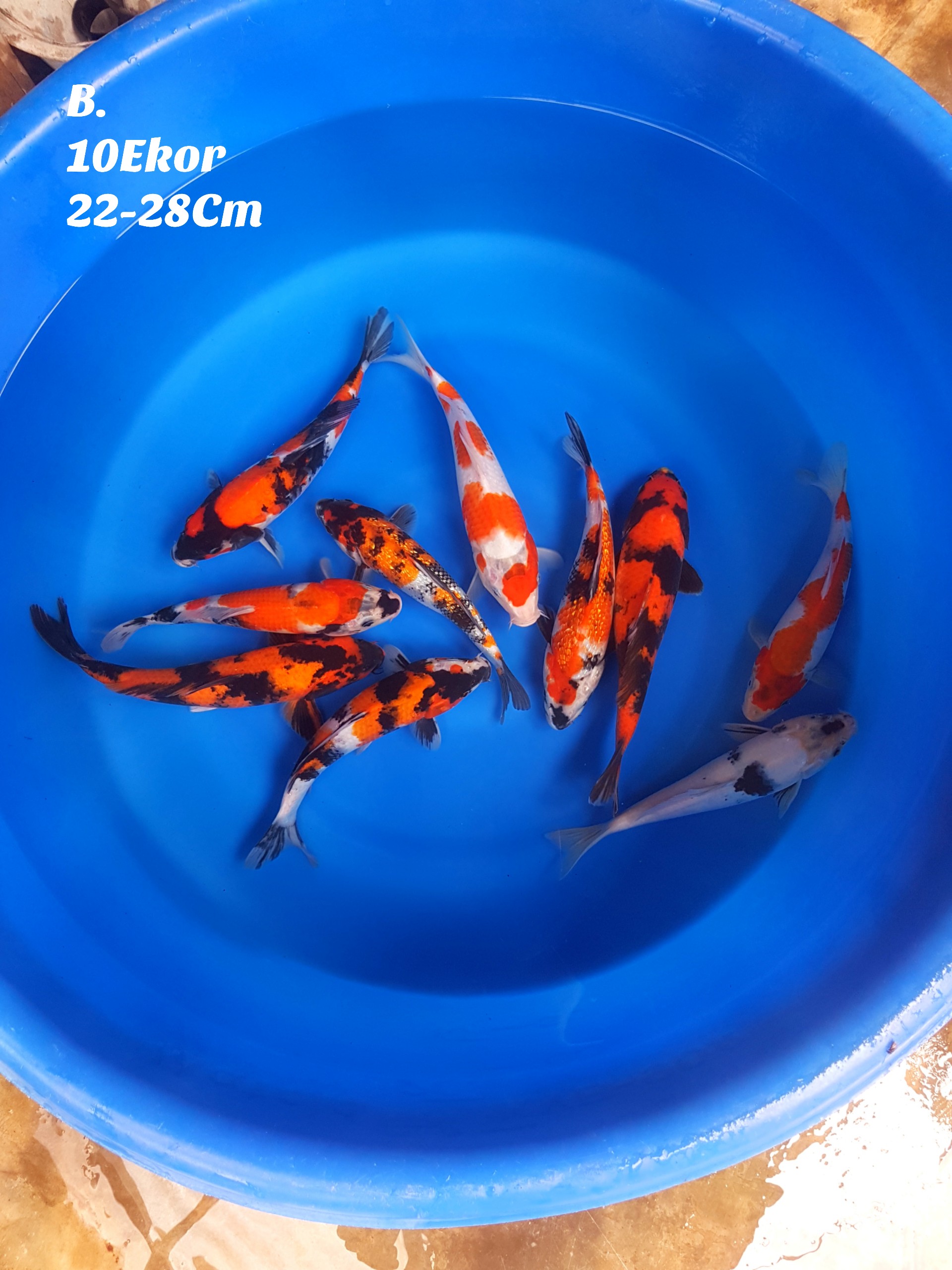 Lelang Koi Online, Jual Beli Ikan Koi, Pusat Jual Beli Koi, Info Lelang Koi Hari Ini, Platform Jual Beli Koi, Jual Beli Ikan Koi Online, Marketplace Ikan Koi, Jual Koi Terbaik, Tempat Beli Koi Berkualitas, Pasar Ikan Koi Online Terpercaya, Penjual Ikan Koi Terpercaya, Beli Koi Hias Online, Ikan Koi untuk Dijual, Koi Kualitas Terbaik, Toko Online Ikan Koi, Koi Hias Untuk Dijual, Jual Beli Ikan Koi Lokal, Koi Indonesia Online, Pusat Jual Beli Koi Terbesar