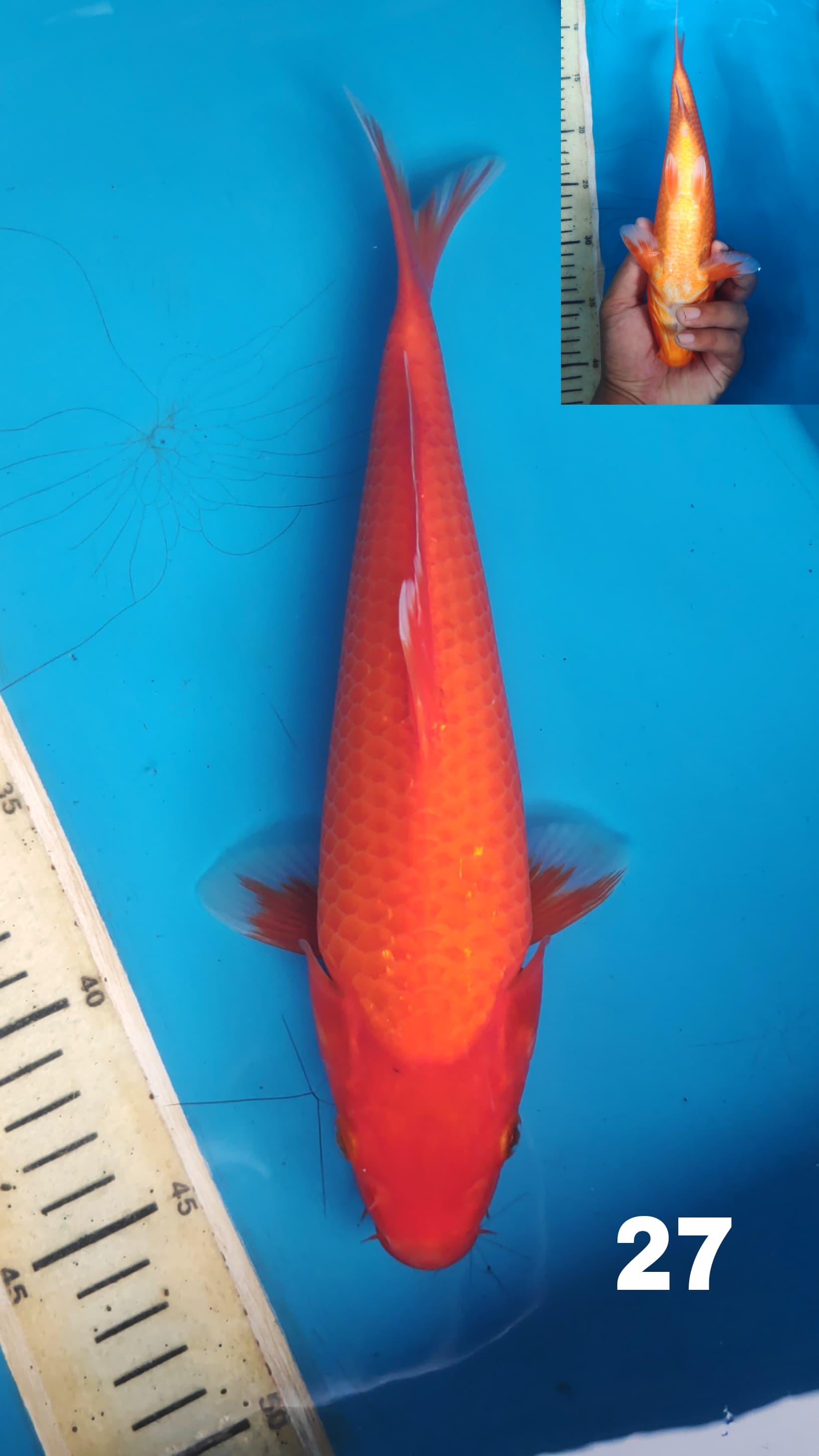 Lelang Koi Online, Jual Beli Ikan Koi, Pusat Jual Beli Koi, Info Lelang Koi Hari Ini, Platform Jual Beli Koi, Jual Beli Ikan Koi Online, Marketplace Ikan Koi, Jual Koi Terbaik, Tempat Beli Koi Berkualitas, Pasar Ikan Koi Online Terpercaya, Penjual Ikan Koi Terpercaya, Beli Koi Hias Online, Ikan Koi untuk Dijual, Koi Kualitas Terbaik, Toko Online Ikan Koi, Koi Hias Untuk Dijual, Jual Beli Ikan Koi Lokal, Koi Indonesia Online, Pusat Jual Beli Koi Terbesar