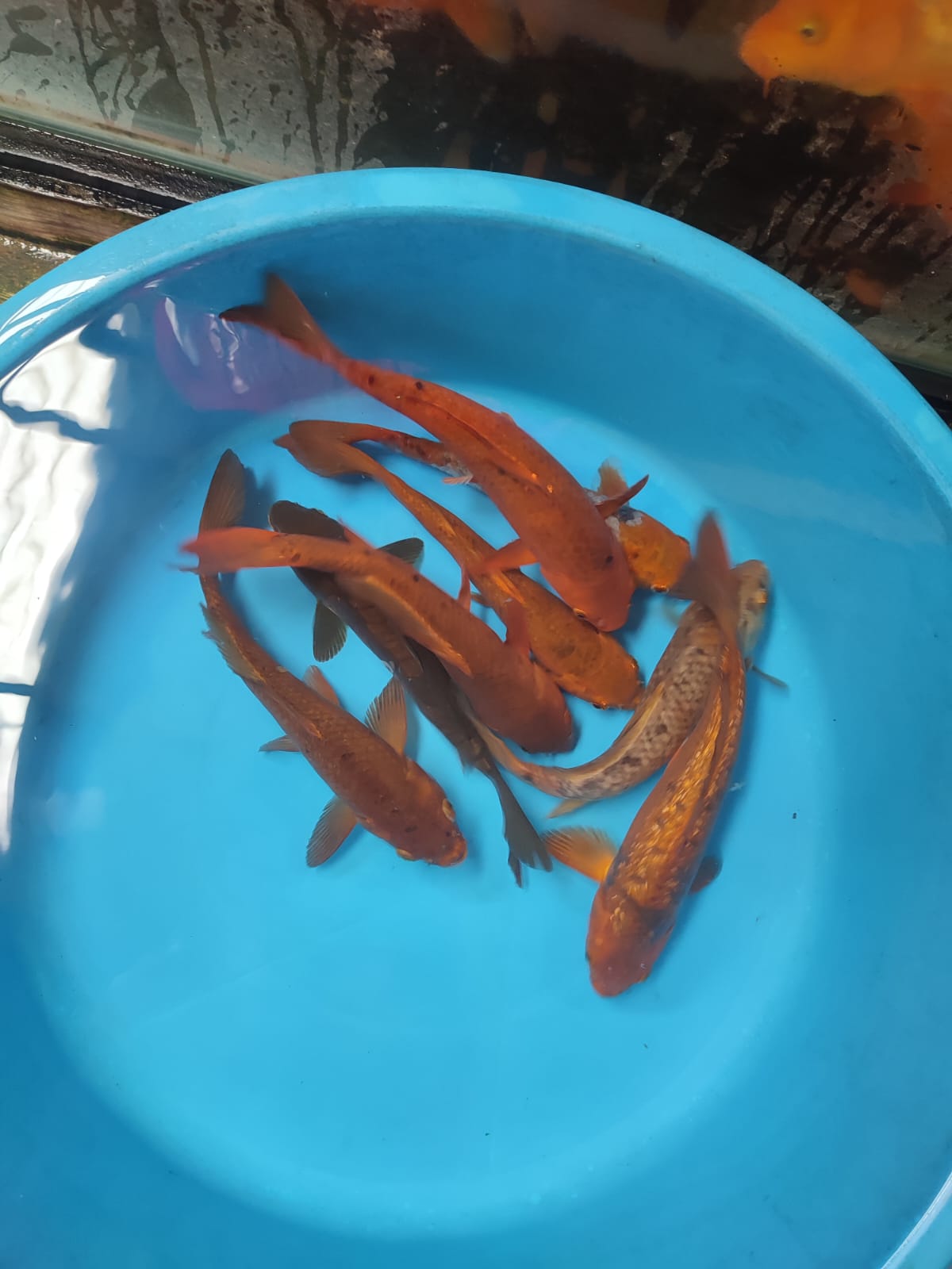 Lelang Koi Online, Jual Beli Ikan Koi, Pusat Jual Beli Koi, Info Lelang Koi Hari Ini, Platform Jual Beli Koi, Jual Beli Ikan Koi Online, Marketplace Ikan Koi, Jual Koi Terbaik, Tempat Beli Koi Berkualitas, Pasar Ikan Koi Online Terpercaya, Penjual Ikan Koi Terpercaya, Beli Koi Hias Online, Ikan Koi untuk Dijual, Koi Kualitas Terbaik, Toko Online Ikan Koi, Koi Hias Untuk Dijual, Jual Beli Ikan Koi Lokal, Koi Indonesia Online, Pusat Jual Beli Koi Terbesar