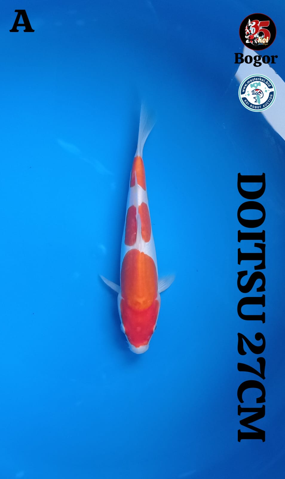 Lelang Koi Online, Jual Beli Ikan Koi, Pusat Jual Beli Koi, Info Lelang Koi Hari Ini, Platform Jual Beli Koi, Jual Beli Ikan Koi Online, Marketplace Ikan Koi, Jual Koi Terbaik, Tempat Beli Koi Berkualitas, Pasar Ikan Koi Online Terpercaya, Penjual Ikan Koi Terpercaya, Beli Koi Hias Online, Ikan Koi untuk Dijual, Koi Kualitas Terbaik, Toko Online Ikan Koi, Koi Hias Untuk Dijual, Jual Beli Ikan Koi Lokal, Koi Indonesia Online, Pusat Jual Beli Koi Terbesar