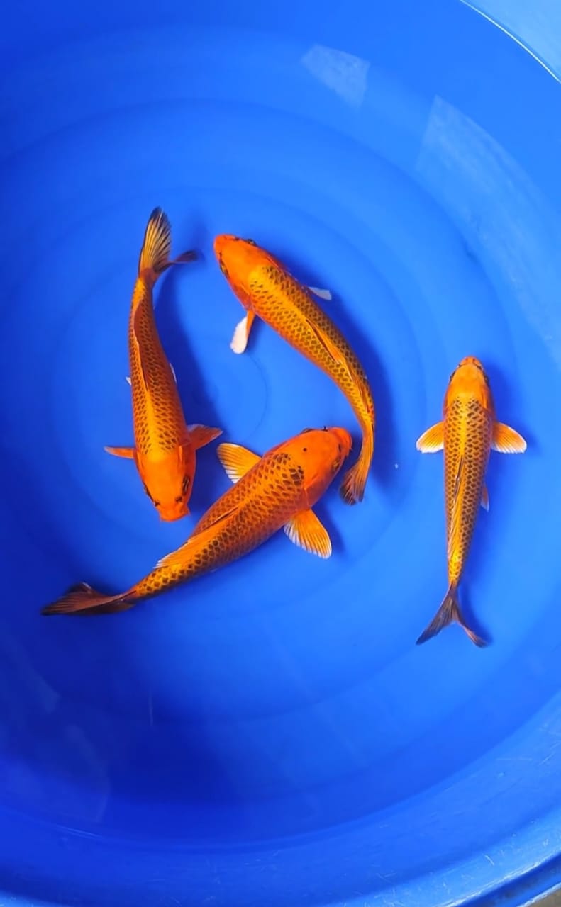 Lelang Koi Online, Jual Beli Ikan Koi, Pusat Jual Beli Koi, Info Lelang Koi Hari Ini, Platform Jual Beli Koi, Jual Beli Ikan Koi Online, Marketplace Ikan Koi, Jual Koi Terbaik, Tempat Beli Koi Berkualitas, Pasar Ikan Koi Online Terpercaya, Penjual Ikan Koi Terpercaya, Beli Koi Hias Online, Ikan Koi untuk Dijual, Koi Kualitas Terbaik, Toko Online Ikan Koi, Koi Hias Untuk Dijual, Jual Beli Ikan Koi Lokal, Koi Indonesia Online, Pusat Jual Beli Koi Terbesar