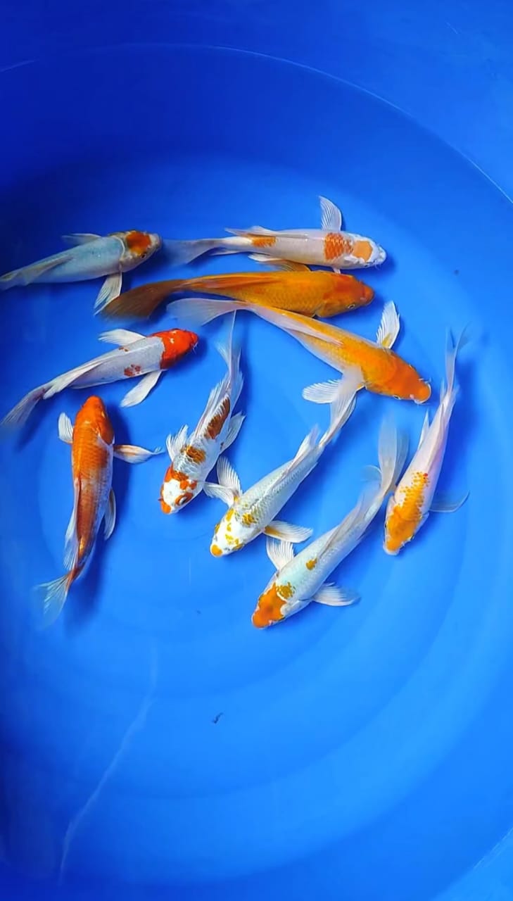 Lelang Koi Online, Jual Beli Ikan Koi, Pusat Jual Beli Koi, Info Lelang Koi Hari Ini, Platform Jual Beli Koi, Jual Beli Ikan Koi Online, Marketplace Ikan Koi, Jual Koi Terbaik, Tempat Beli Koi Berkualitas, Pasar Ikan Koi Online Terpercaya, Penjual Ikan Koi Terpercaya, Beli Koi Hias Online, Ikan Koi untuk Dijual, Koi Kualitas Terbaik, Toko Online Ikan Koi, Koi Hias Untuk Dijual, Jual Beli Ikan Koi Lokal, Koi Indonesia Online, Pusat Jual Beli Koi Terbesar