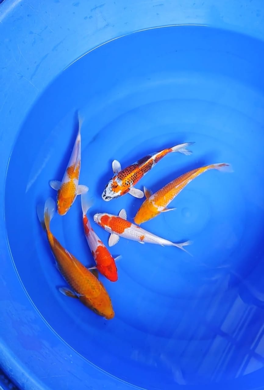 Lelang Koi Online, Jual Beli Ikan Koi, Pusat Jual Beli Koi, Info Lelang Koi Hari Ini, Platform Jual Beli Koi, Jual Beli Ikan Koi Online, Marketplace Ikan Koi, Jual Koi Terbaik, Tempat Beli Koi Berkualitas, Pasar Ikan Koi Online Terpercaya, Penjual Ikan Koi Terpercaya, Beli Koi Hias Online, Ikan Koi untuk Dijual, Koi Kualitas Terbaik, Toko Online Ikan Koi, Koi Hias Untuk Dijual, Jual Beli Ikan Koi Lokal, Koi Indonesia Online, Pusat Jual Beli Koi Terbesar