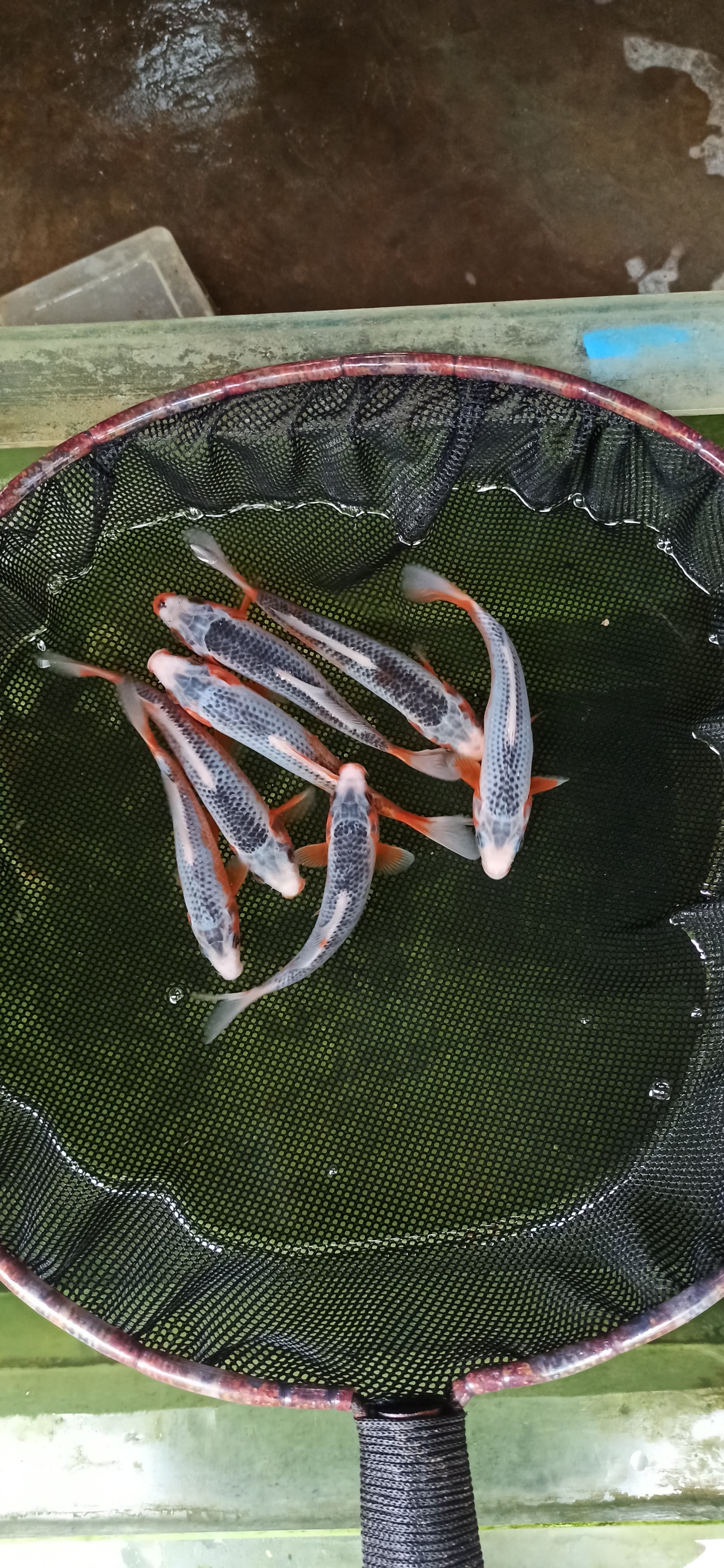 Lelang Koi Online, Jual Beli Ikan Koi, Pusat Jual Beli Koi, Info Lelang Koi Hari Ini, Platform Jual Beli Koi, Jual Beli Ikan Koi Online, Marketplace Ikan Koi, Jual Koi Terbaik, Tempat Beli Koi Berkualitas, Pasar Ikan Koi Online Terpercaya, Penjual Ikan Koi Terpercaya, Beli Koi Hias Online, Ikan Koi untuk Dijual, Koi Kualitas Terbaik, Toko Online Ikan Koi, Koi Hias Untuk Dijual, Jual Beli Ikan Koi Lokal, Koi Indonesia Online, Pusat Jual Beli Koi Terbesar