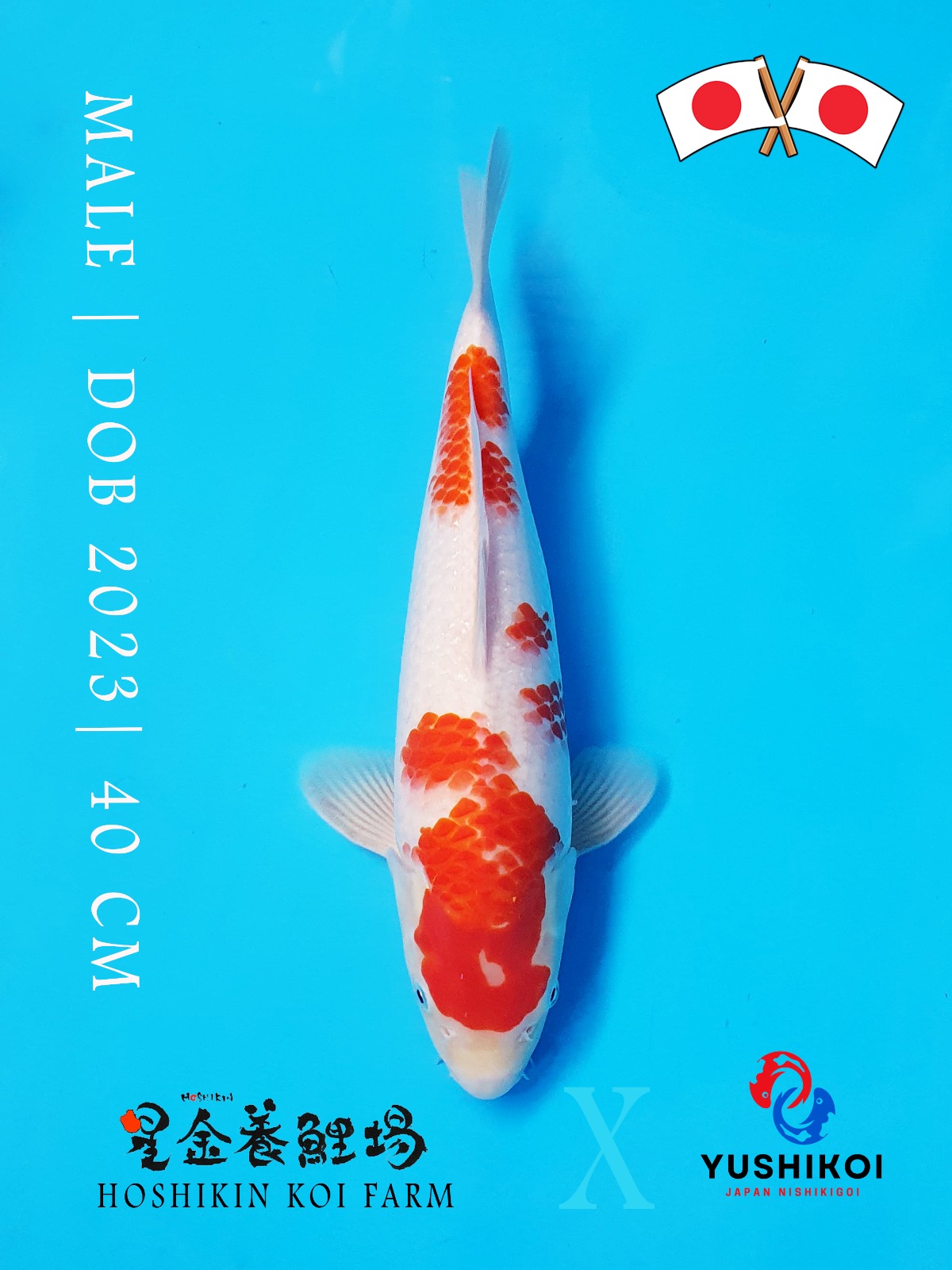 Lelang Koi Online, Jual Beli Ikan Koi, Pusat Jual Beli Koi, Info Lelang Koi Hari Ini, Platform Jual Beli Koi, Jual Beli Ikan Koi Online, Marketplace Ikan Koi, Jual Koi Terbaik, Tempat Beli Koi Berkualitas, Pasar Ikan Koi Online Terpercaya, Penjual Ikan Koi Terpercaya, Beli Koi Hias Online, Ikan Koi untuk Dijual, Koi Kualitas Terbaik, Toko Online Ikan Koi, Koi Hias Untuk Dijual, Jual Beli Ikan Koi Lokal, Koi Indonesia Online, Pusat Jual Beli Koi Terbesar