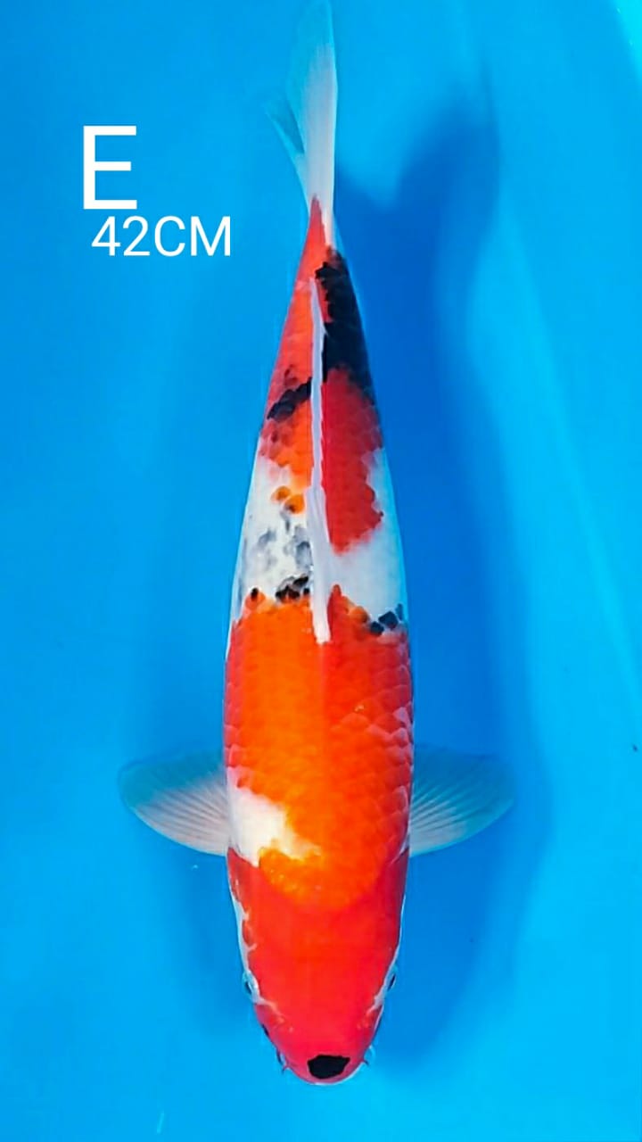 Lelang Koi Online, Jual Beli Ikan Koi, Pusat Jual Beli Koi, Info Lelang Koi Hari Ini, Platform Jual Beli Koi, Jual Beli Ikan Koi Online, Marketplace Ikan Koi, Jual Koi Terbaik, Tempat Beli Koi Berkualitas, Pasar Ikan Koi Online Terpercaya, Penjual Ikan Koi Terpercaya, Beli Koi Hias Online, Ikan Koi untuk Dijual, Koi Kualitas Terbaik, Toko Online Ikan Koi, Koi Hias Untuk Dijual, Jual Beli Ikan Koi Lokal, Koi Indonesia Online, Pusat Jual Beli Koi Terbesar