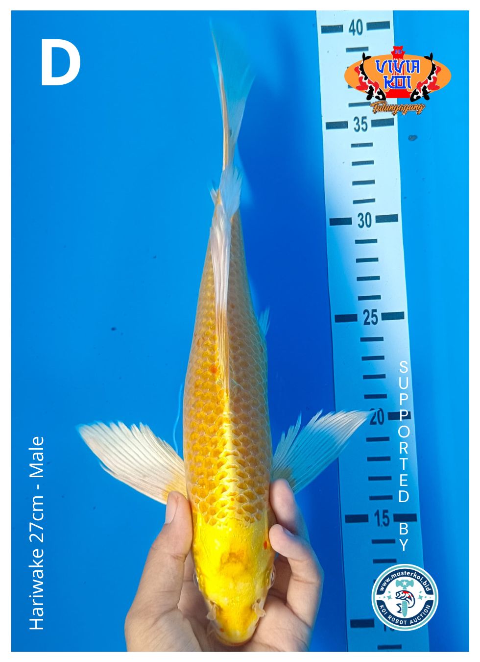 Lelang Koi Online, Jual Beli Ikan Koi, Pusat Jual Beli Koi, Info Lelang Koi Hari Ini, Platform Jual Beli Koi, Jual Beli Ikan Koi Online, Marketplace Ikan Koi, Jual Koi Terbaik, Tempat Beli Koi Berkualitas, Pasar Ikan Koi Online Terpercaya, Penjual Ikan Koi Terpercaya, Beli Koi Hias Online, Ikan Koi untuk Dijual, Koi Kualitas Terbaik, Toko Online Ikan Koi, Koi Hias Untuk Dijual, Jual Beli Ikan Koi Lokal, Koi Indonesia Online, Pusat Jual Beli Koi Terbesar