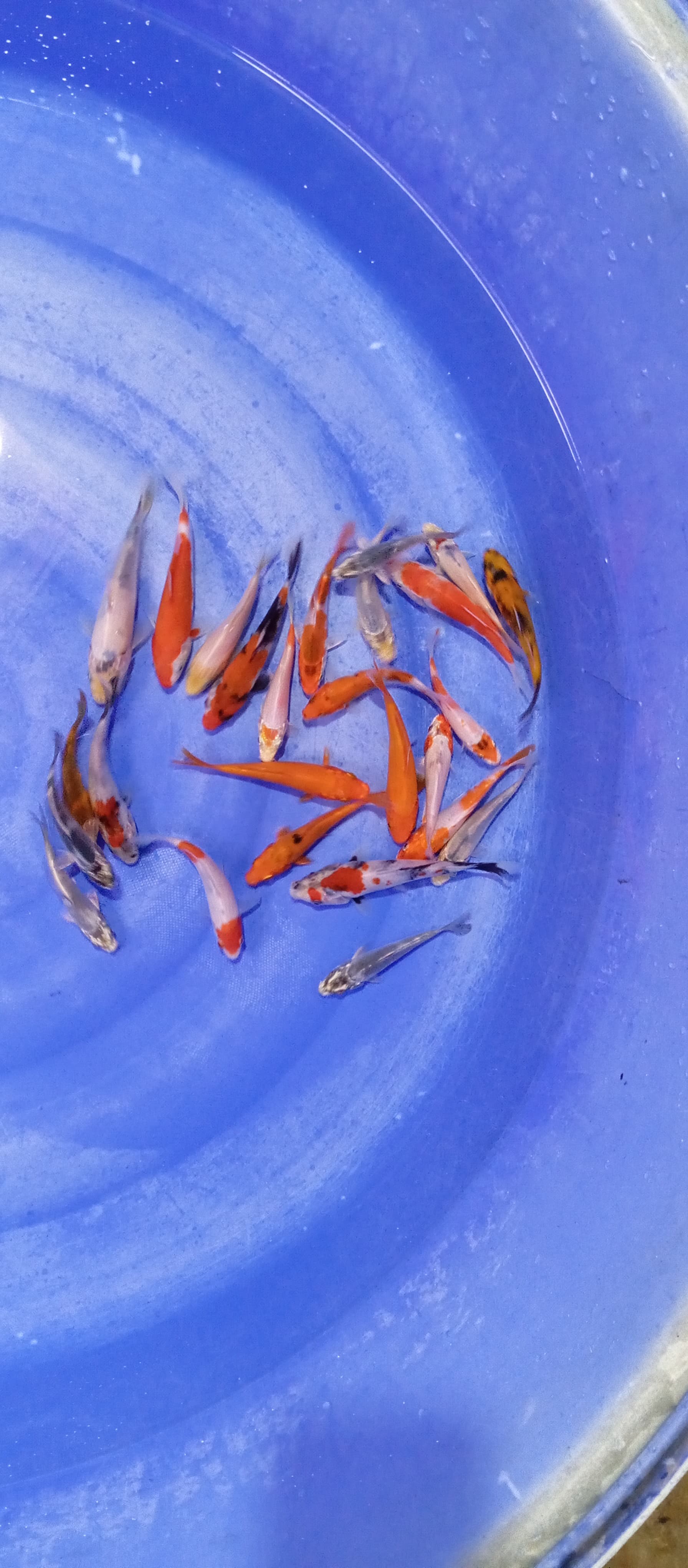 Lelang Koi Online, Jual Beli Ikan Koi, Pusat Jual Beli Koi, Info Lelang Koi Hari Ini, Platform Jual Beli Koi, Jual Beli Ikan Koi Online, Marketplace Ikan Koi, Jual Koi Terbaik, Tempat Beli Koi Berkualitas, Pasar Ikan Koi Online Terpercaya, Penjual Ikan Koi Terpercaya, Beli Koi Hias Online, Ikan Koi untuk Dijual, Koi Kualitas Terbaik, Toko Online Ikan Koi, Koi Hias Untuk Dijual, Jual Beli Ikan Koi Lokal, Koi Indonesia Online, Pusat Jual Beli Koi Terbesar