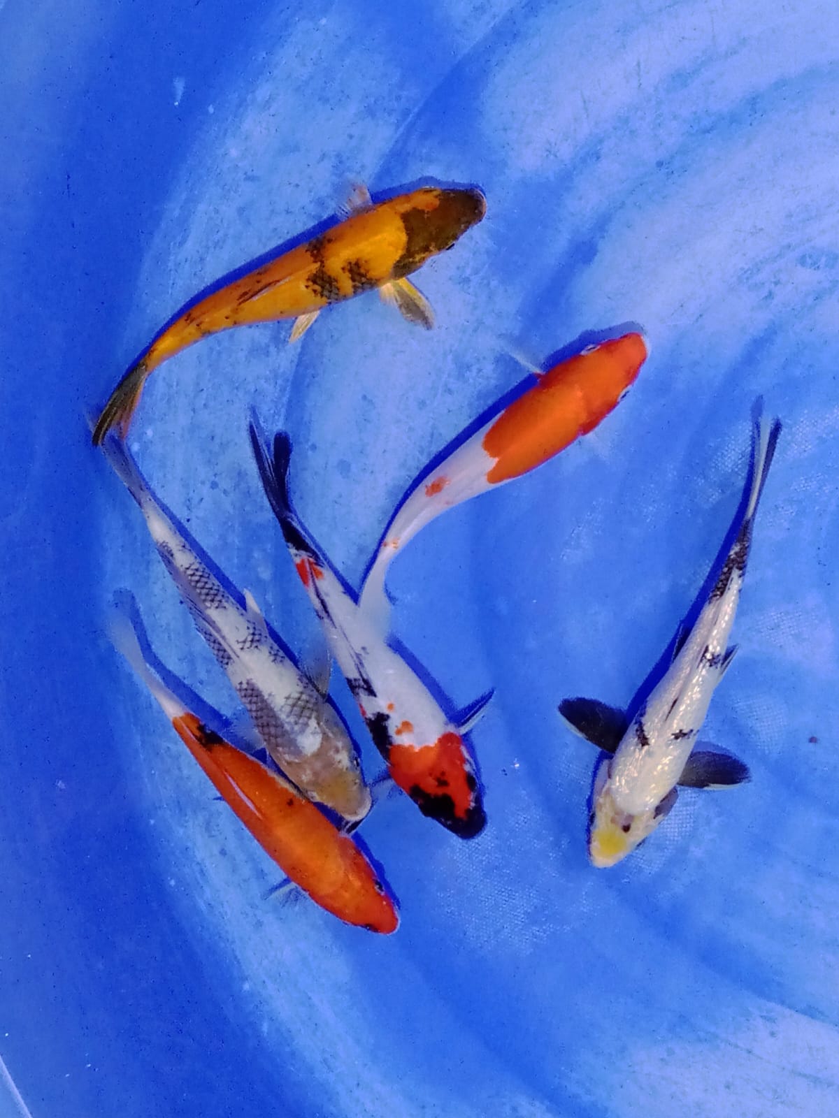 Lelang Koi Online, Jual Beli Ikan Koi, Pusat Jual Beli Koi, Info Lelang Koi Hari Ini, Platform Jual Beli Koi, Jual Beli Ikan Koi Online, Marketplace Ikan Koi, Jual Koi Terbaik, Tempat Beli Koi Berkualitas, Pasar Ikan Koi Online Terpercaya, Penjual Ikan Koi Terpercaya, Beli Koi Hias Online, Ikan Koi untuk Dijual, Koi Kualitas Terbaik, Toko Online Ikan Koi, Koi Hias Untuk Dijual, Jual Beli Ikan Koi Lokal, Koi Indonesia Online, Pusat Jual Beli Koi Terbesar