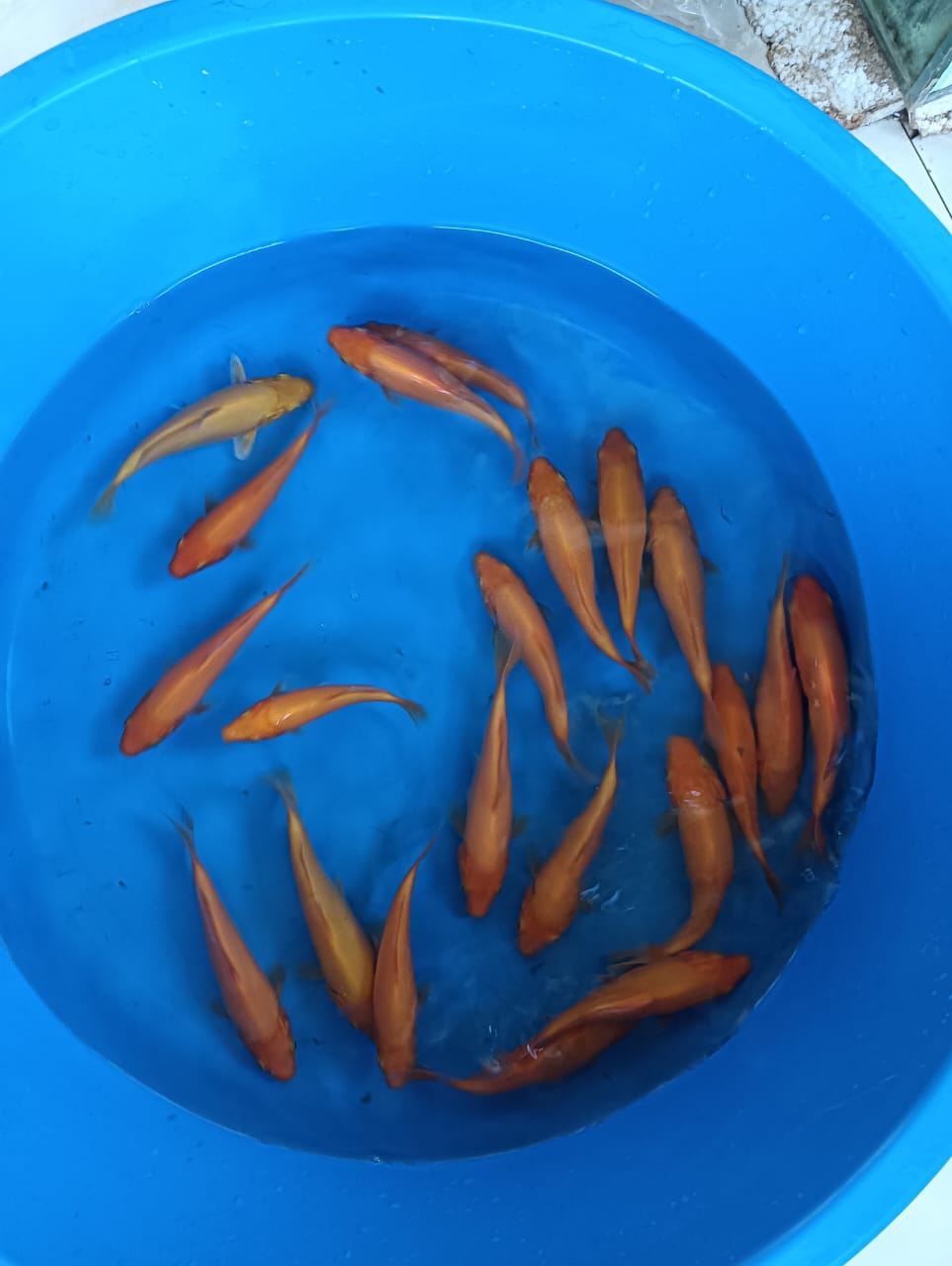 Lelang Koi Online, Jual Beli Ikan Koi, Pusat Jual Beli Koi, Info Lelang Koi Hari Ini, Platform Jual Beli Koi, Jual Beli Ikan Koi Online, Marketplace Ikan Koi, Jual Koi Terbaik, Tempat Beli Koi Berkualitas, Pasar Ikan Koi Online Terpercaya, Penjual Ikan Koi Terpercaya, Beli Koi Hias Online, Ikan Koi untuk Dijual, Koi Kualitas Terbaik, Toko Online Ikan Koi, Koi Hias Untuk Dijual, Jual Beli Ikan Koi Lokal, Koi Indonesia Online, Pusat Jual Beli Koi Terbesar