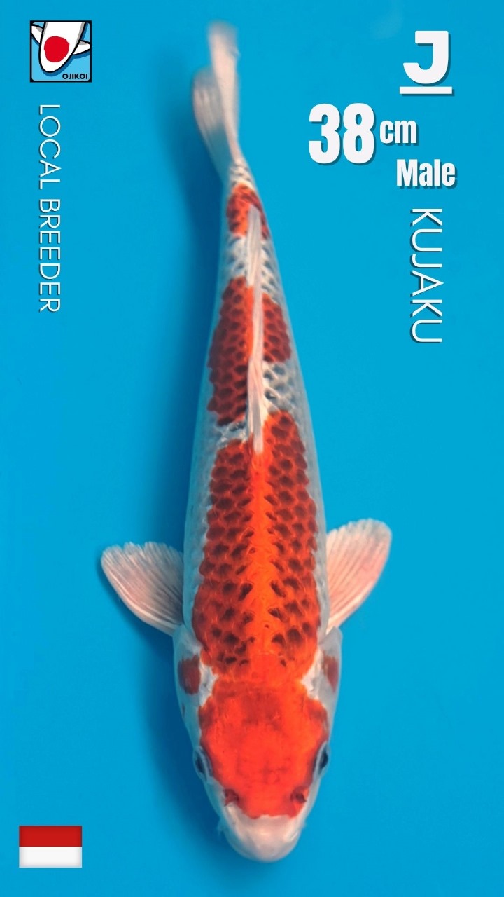 Lelang Koi Online, Jual Beli Ikan Koi, Pusat Jual Beli Koi, Info Lelang Koi Hari Ini, Platform Jual Beli Koi, Jual Beli Ikan Koi Online, Marketplace Ikan Koi, Jual Koi Terbaik, Tempat Beli Koi Berkualitas, Pasar Ikan Koi Online Terpercaya, Penjual Ikan Koi Terpercaya, Beli Koi Hias Online, Ikan Koi untuk Dijual, Koi Kualitas Terbaik, Toko Online Ikan Koi, Koi Hias Untuk Dijual, Jual Beli Ikan Koi Lokal, Koi Indonesia Online, Pusat Jual Beli Koi Terbesar